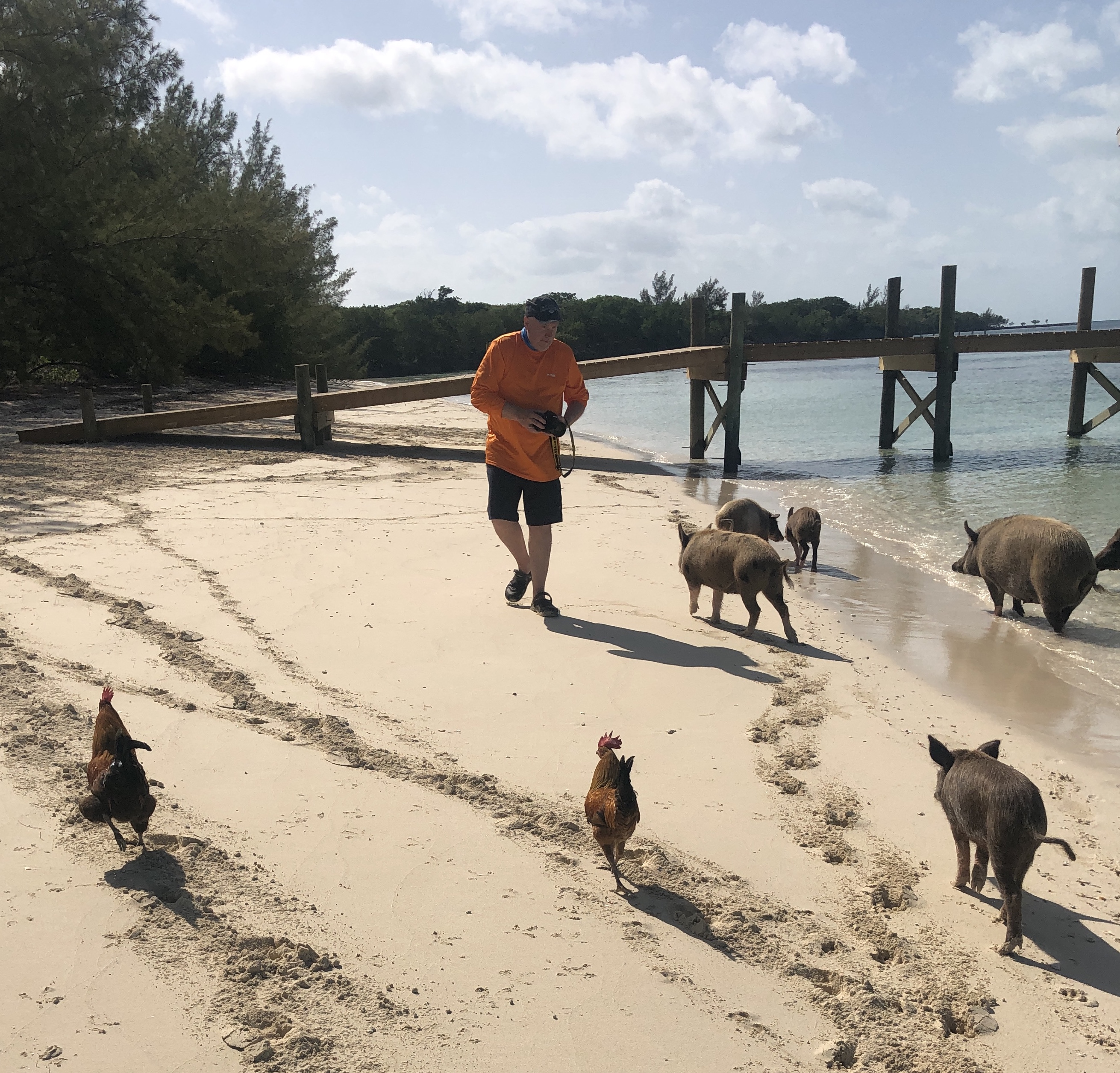 View of a person walking on a beach surrounded by wild pigs and chickens
