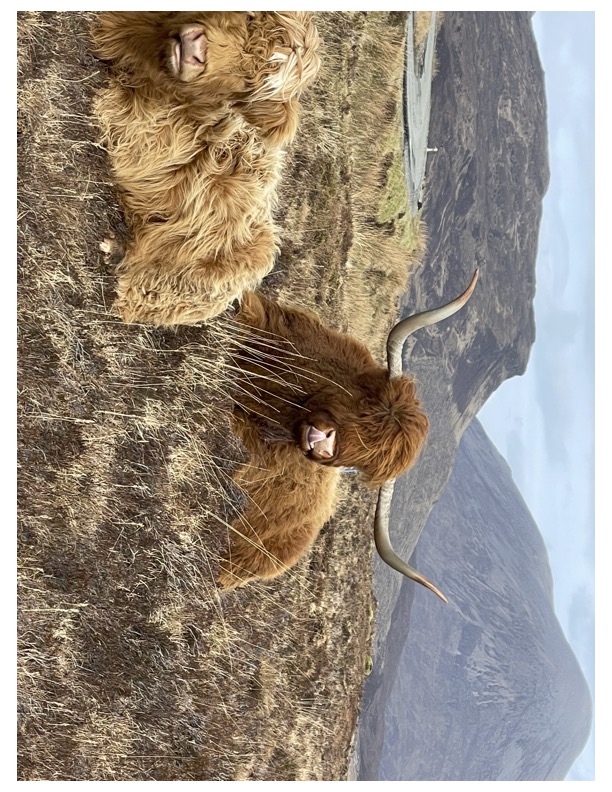 View of a large bison sitting in a field on a cloudy day with mountains in the distance