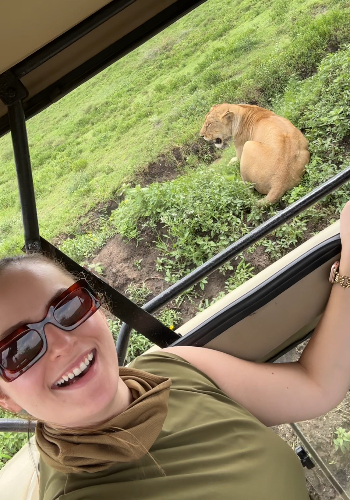 Lion on safari.