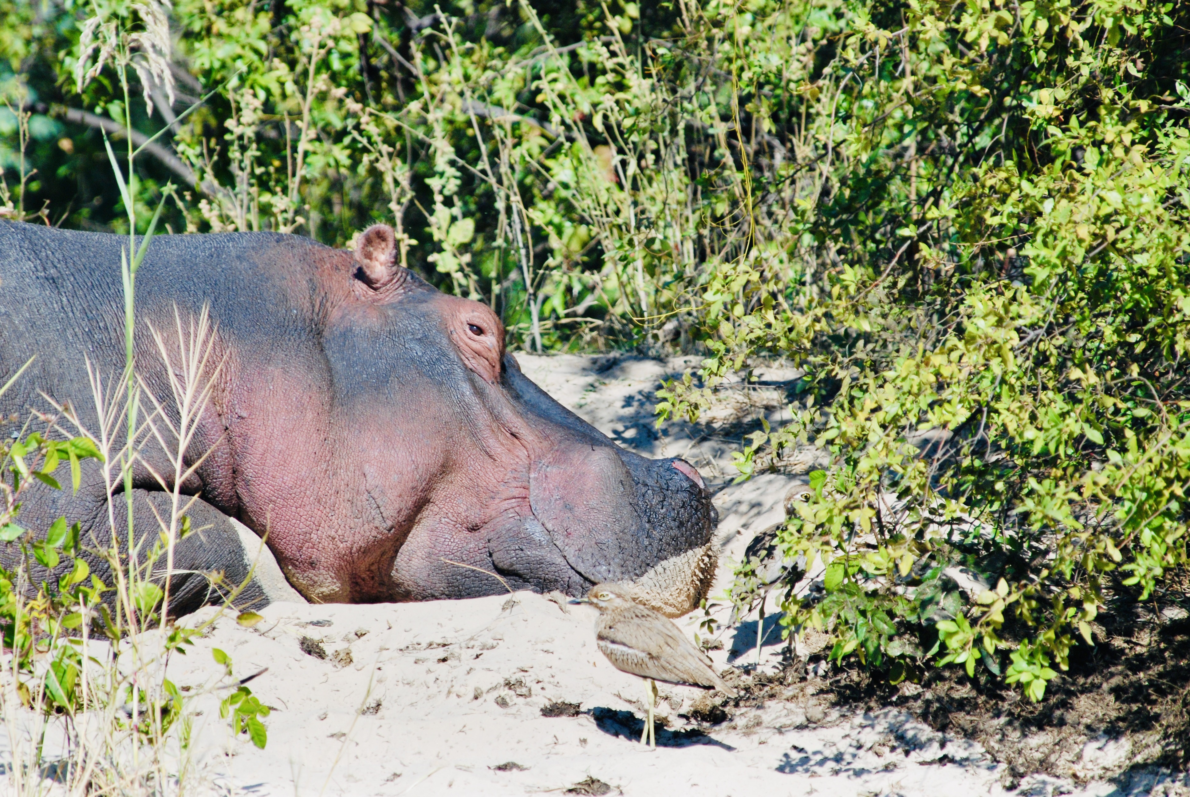 View of a hippo lying in the sand as seen on a safari