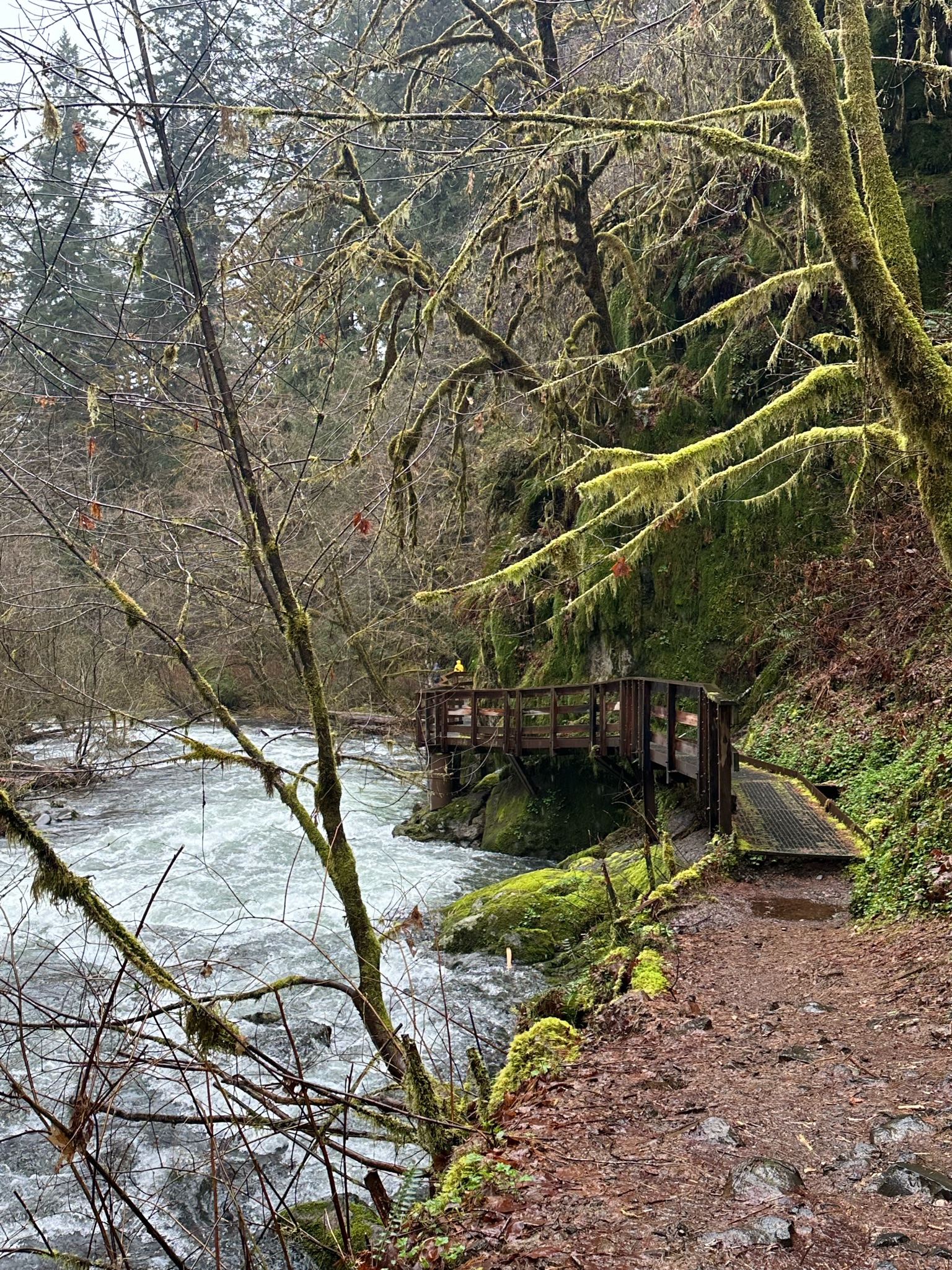 Lake by the forest.