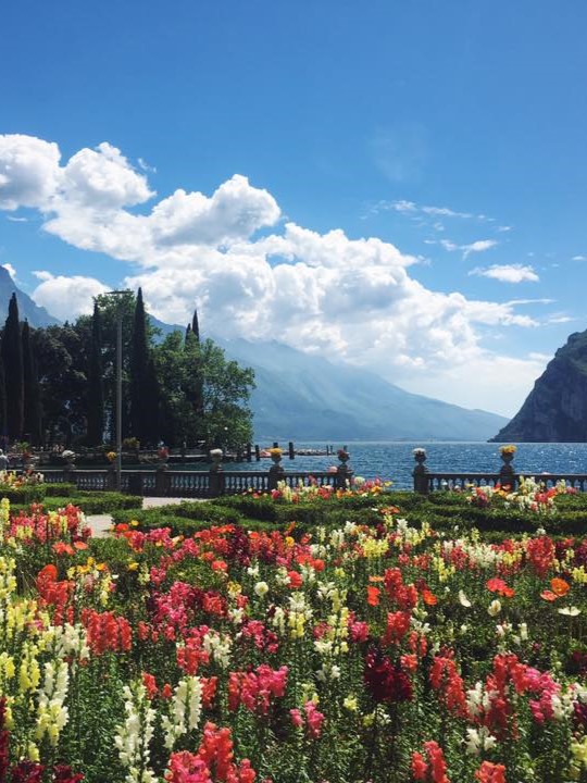 Tulips under the clouds.