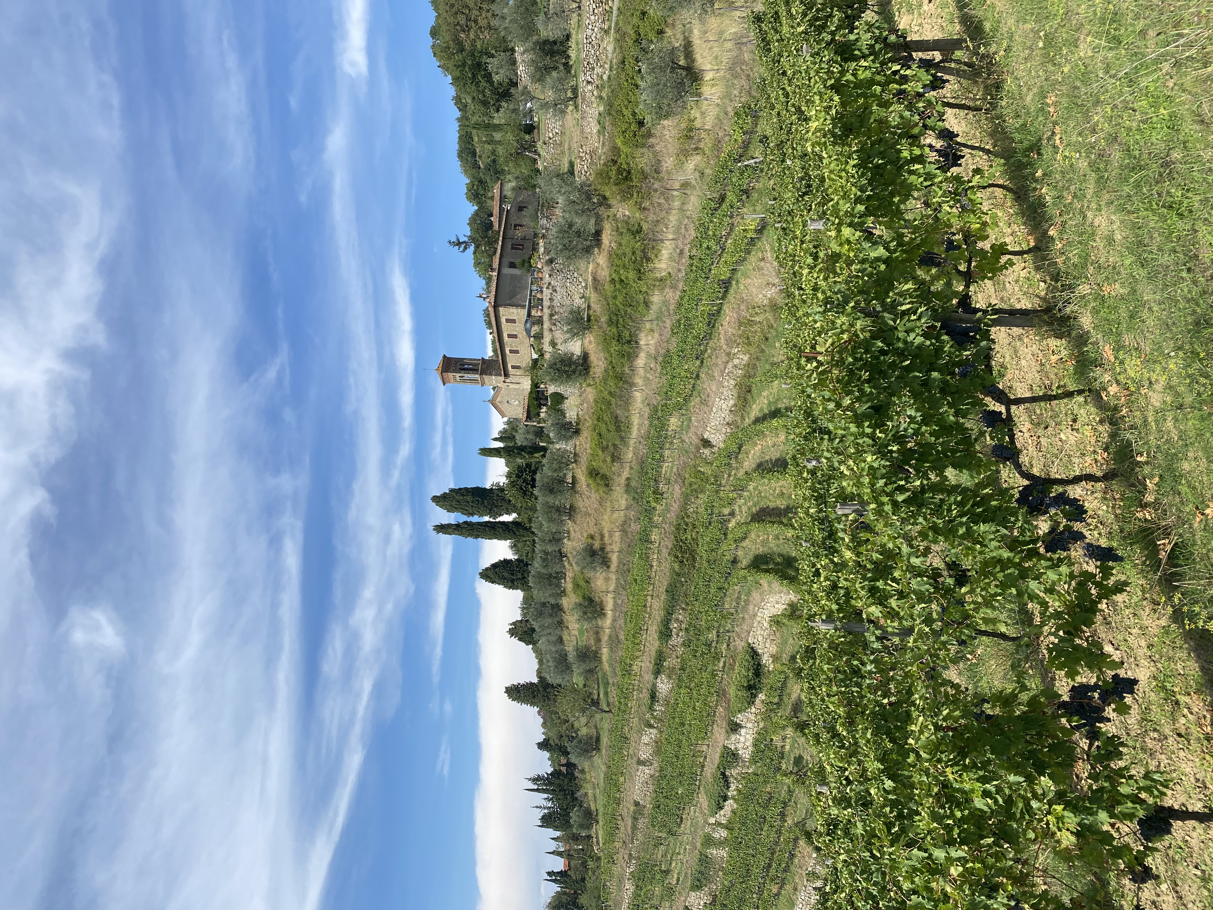 Beautiful view of vineyards in the countryside on a sunny day