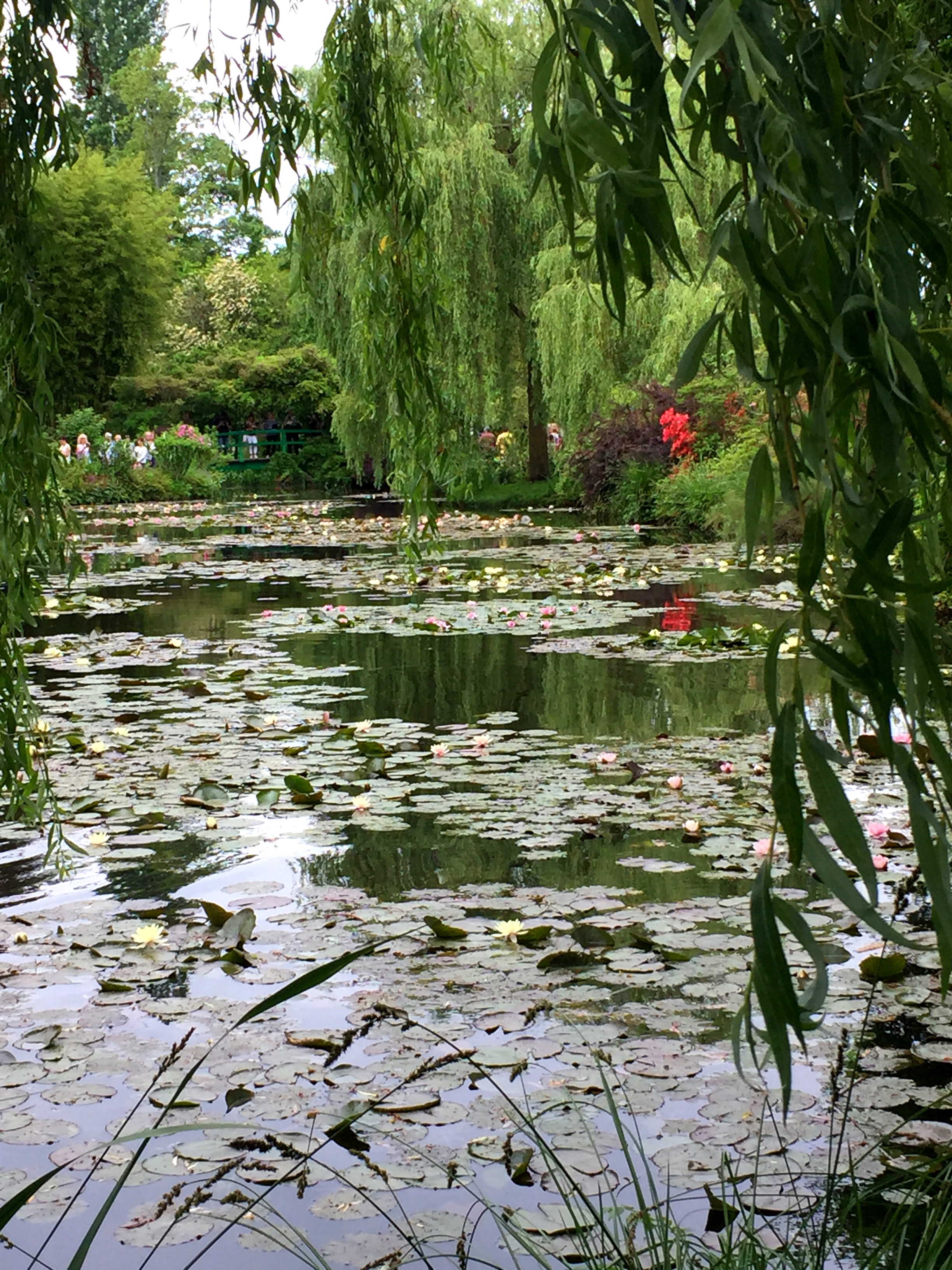 A pond with lillipads covering the surface amidst leafy green trees