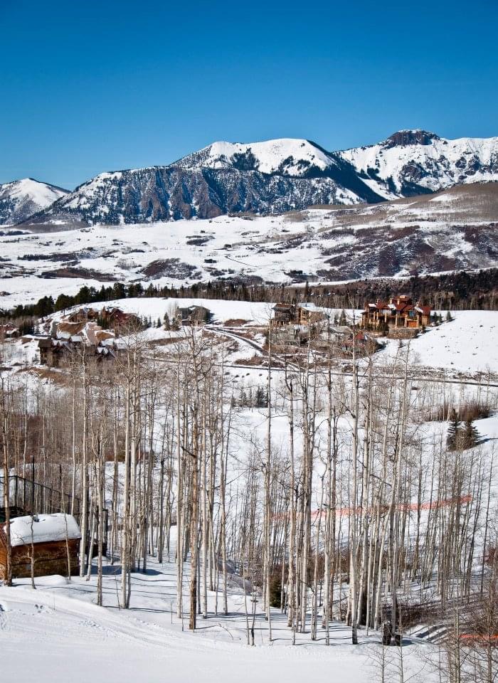 View of snowy mountains and thin trees on a clear day