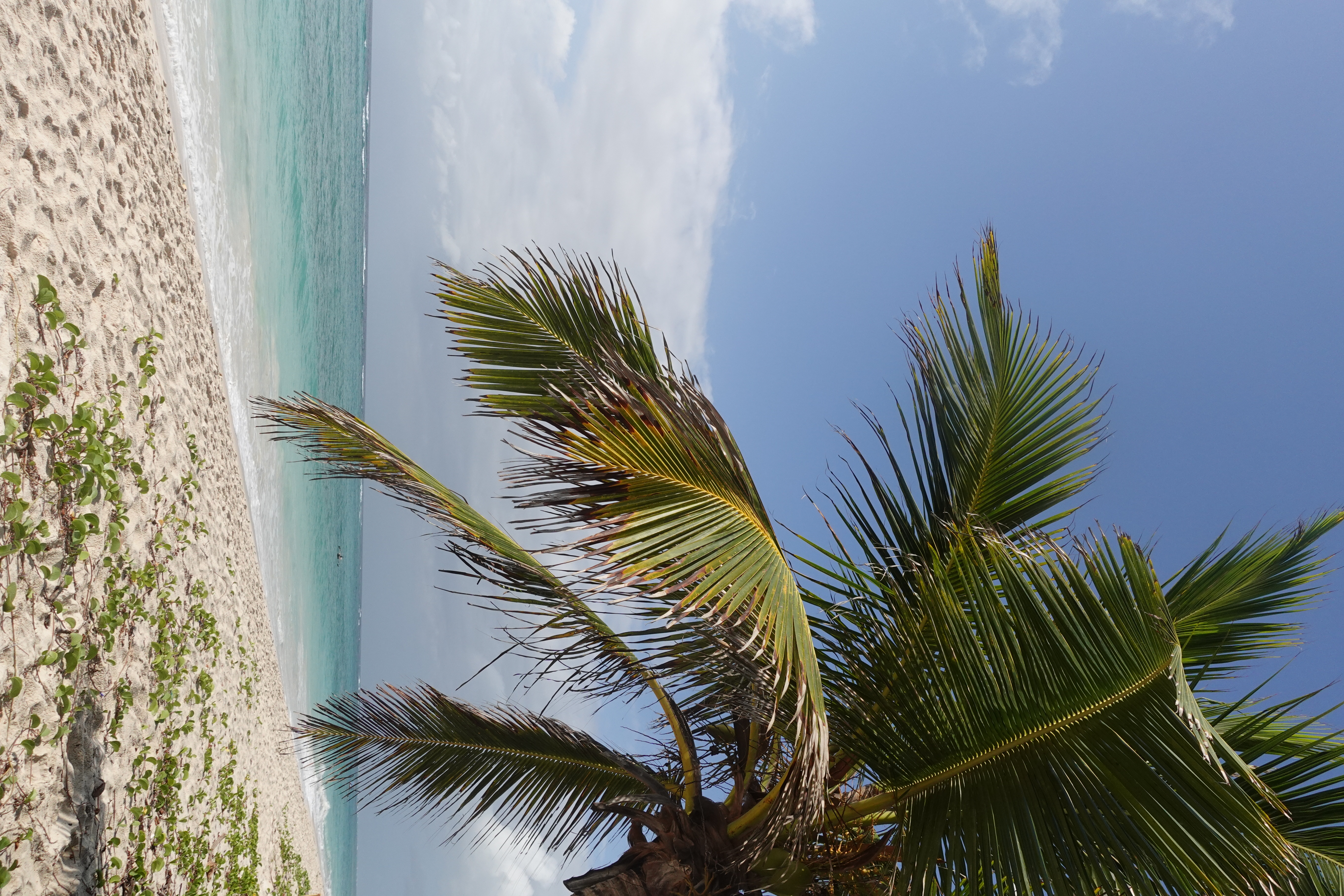 View of a palm tree on an empty beach with calm waves and clear skies