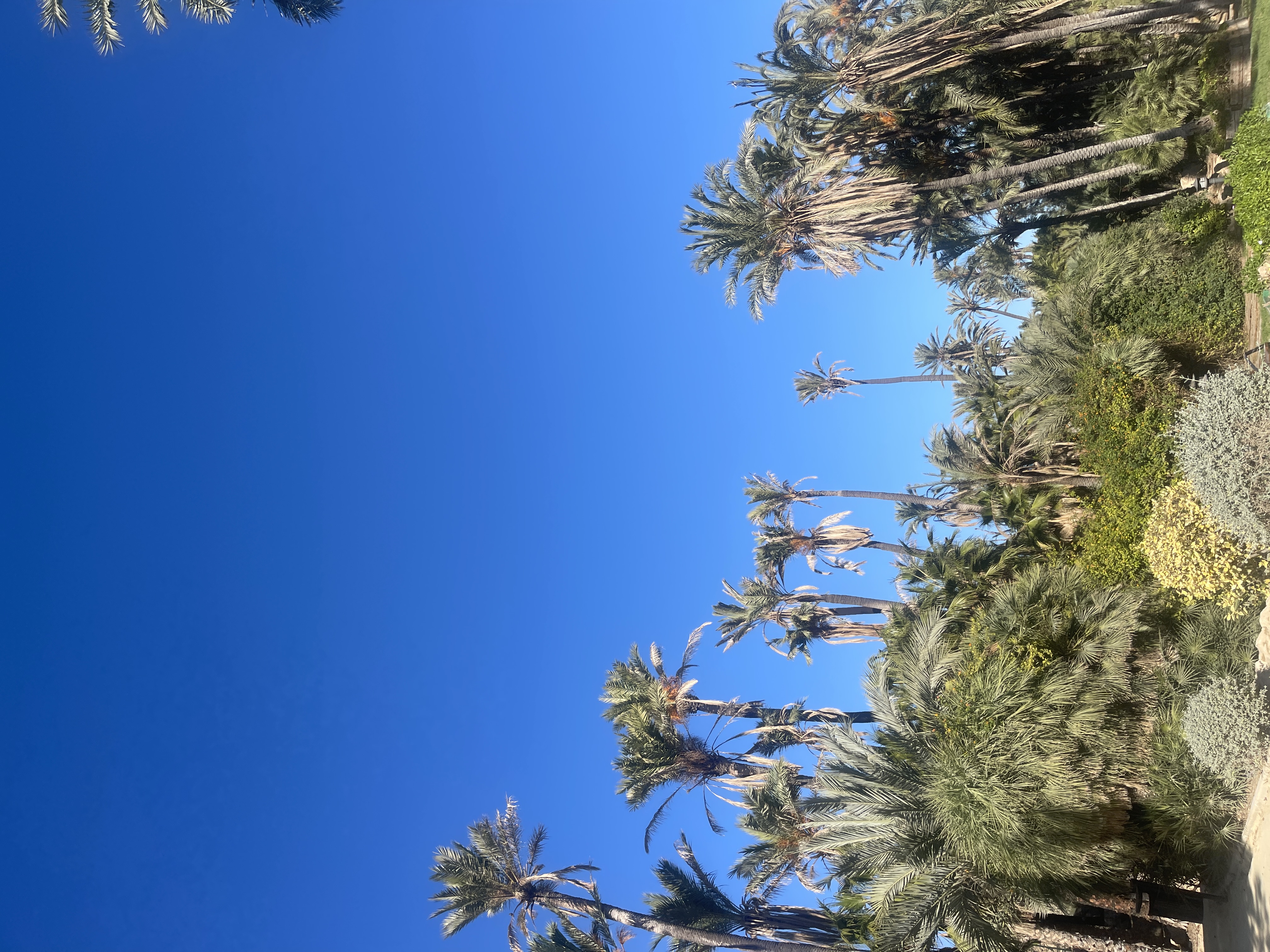 Clear blue sky above palm trees and other plants