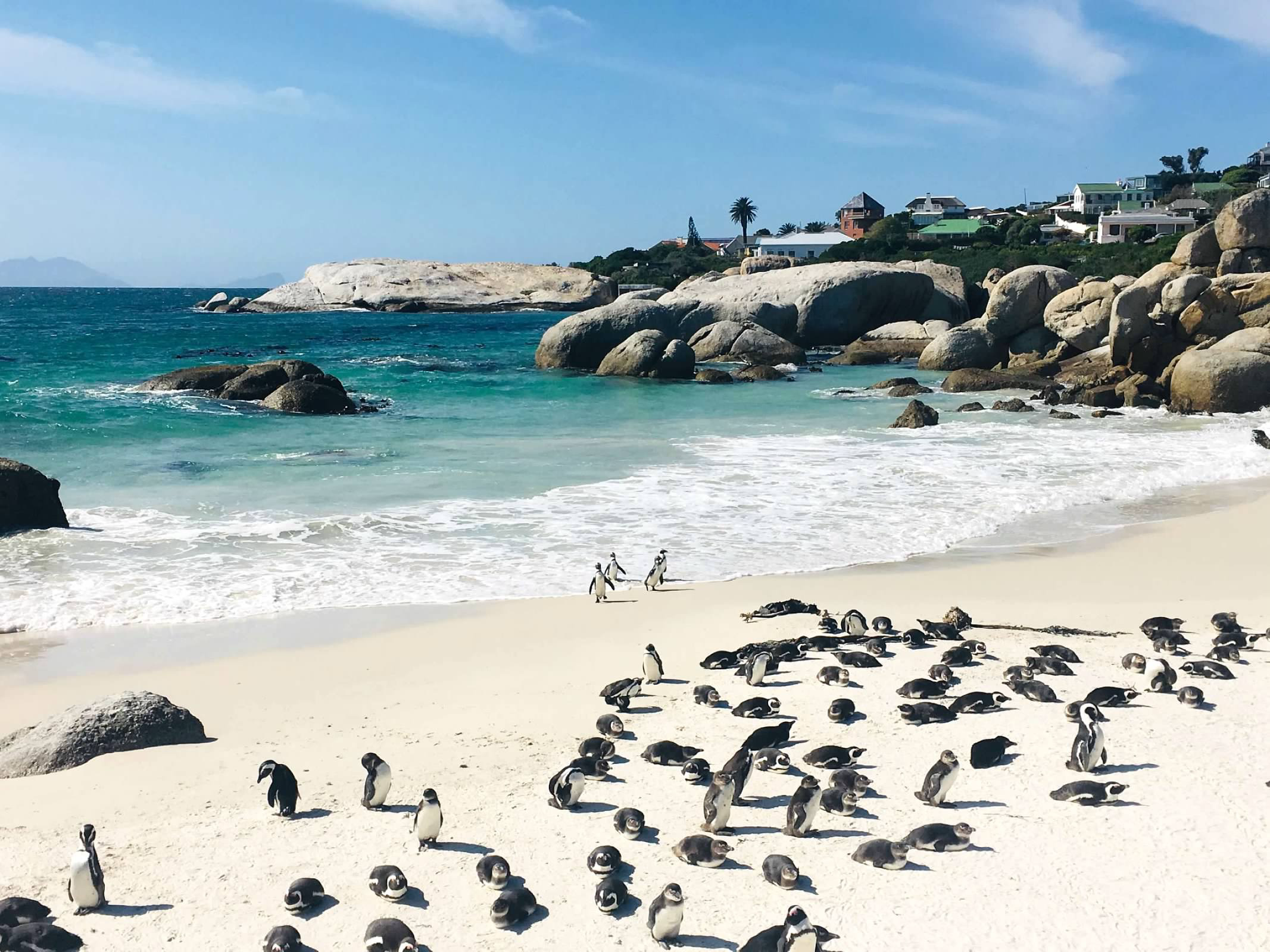 A view of penguins on the beach on a sunny day.