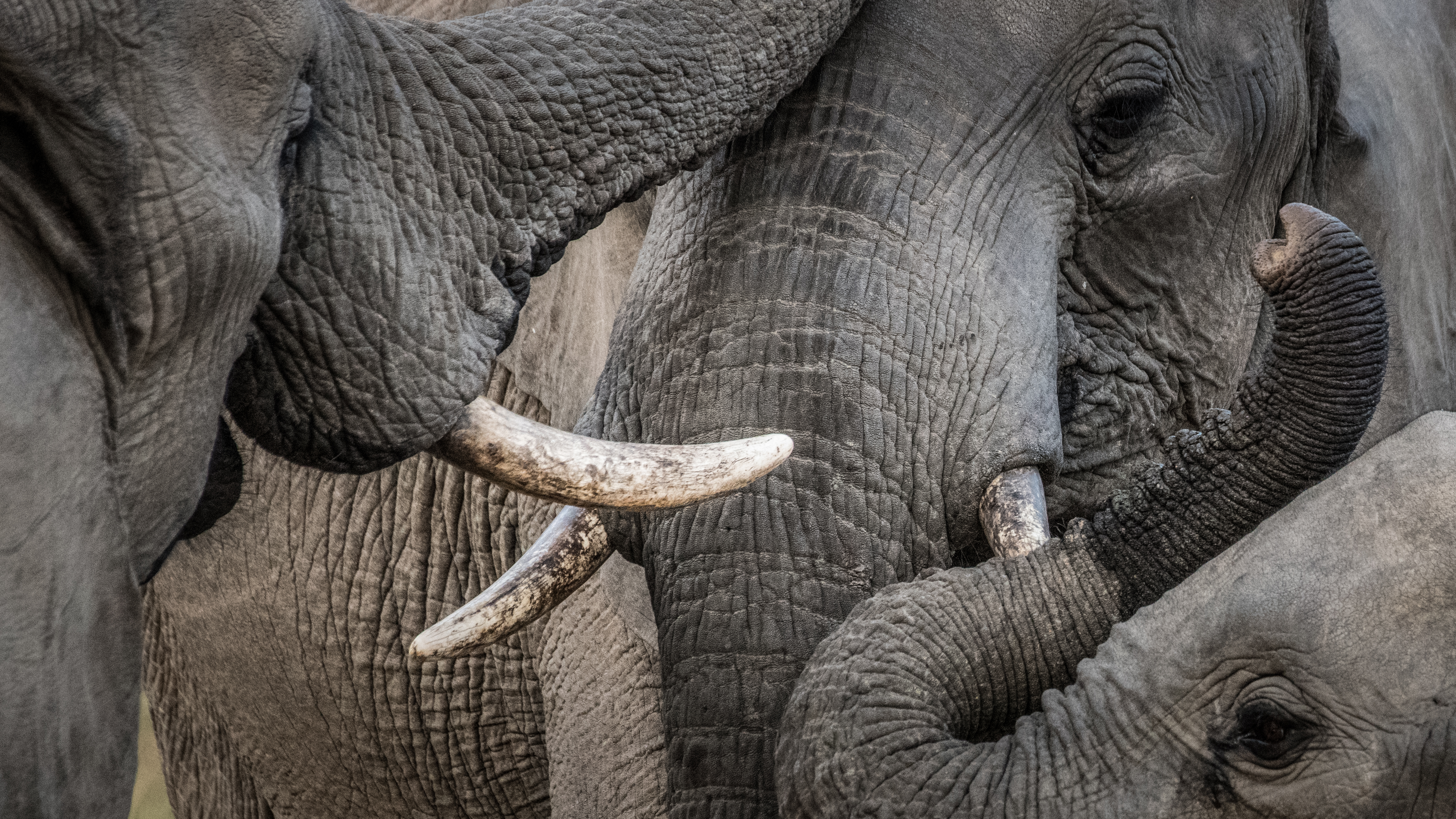 A view of elephants in the wild on a sunny day.