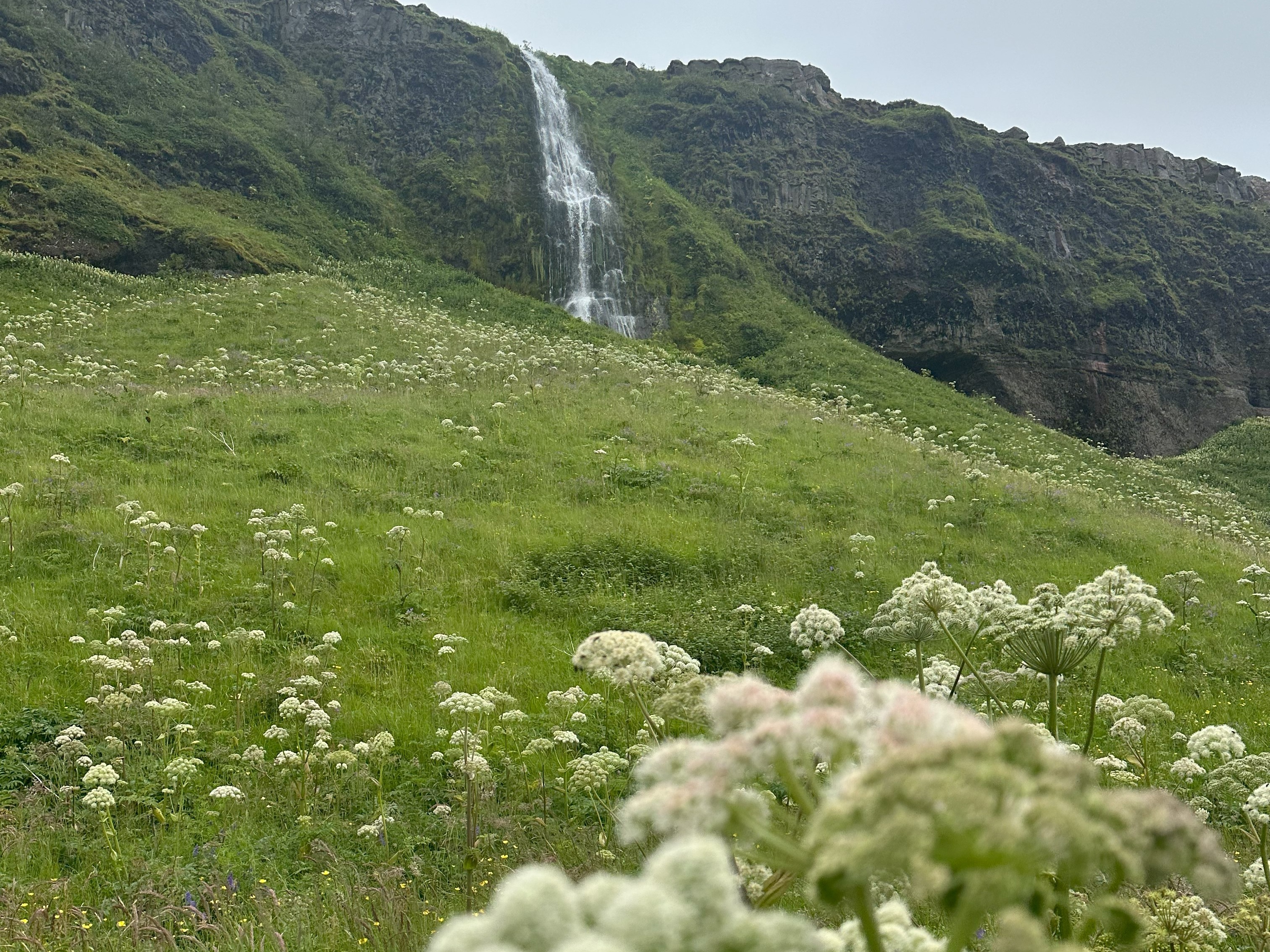 The image shows a lush green landscape with a waterfall in the background and white flowers in the foreground.