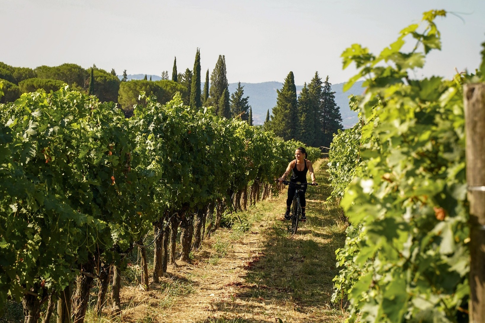 A person riding a bike through a vineyard during the daytime