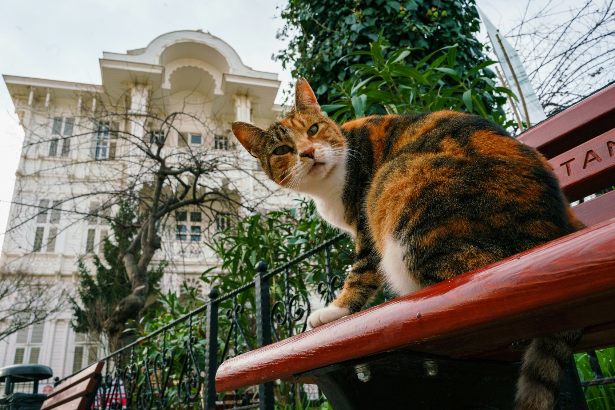 Cat on a bench.