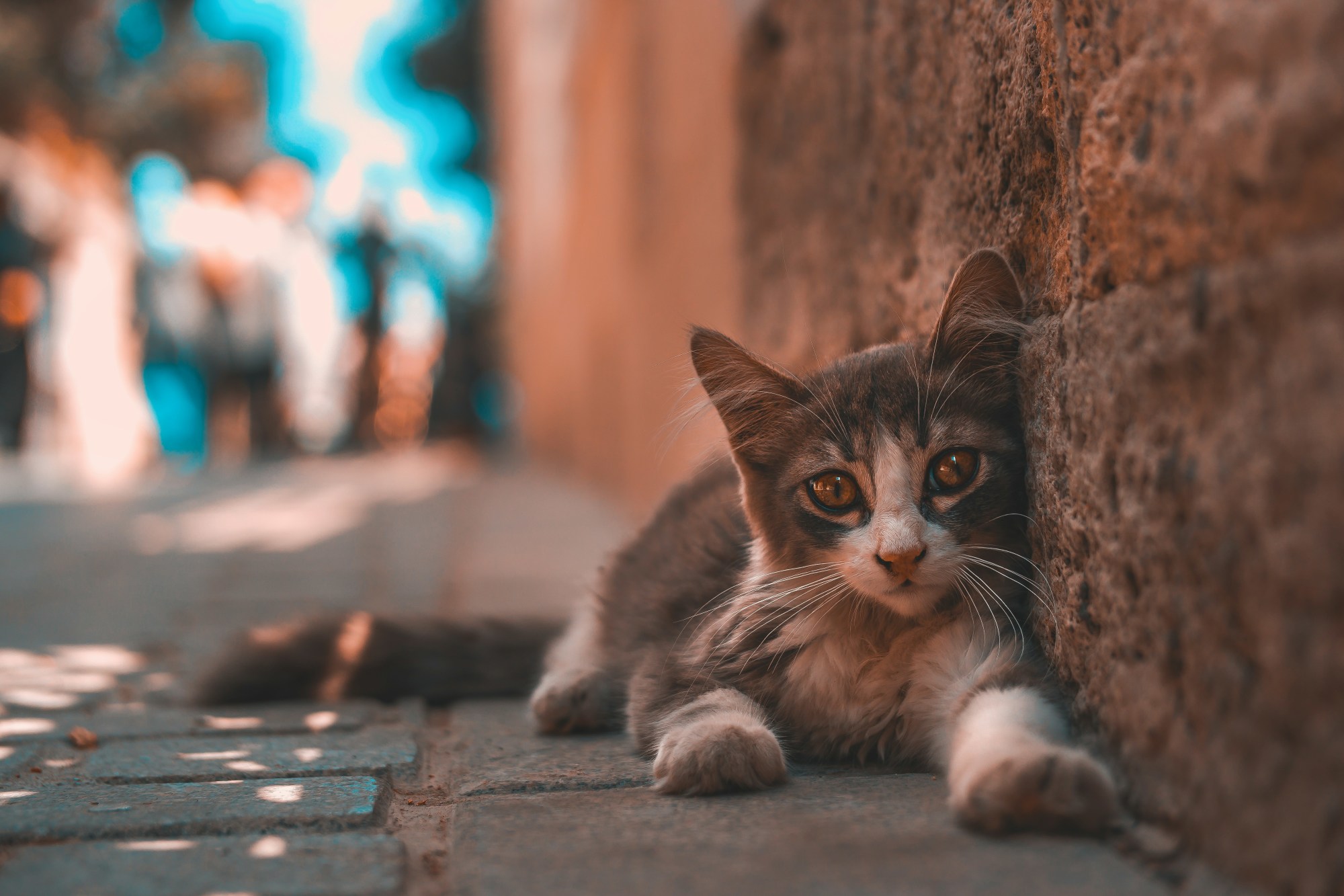 Brown cat against wall.
