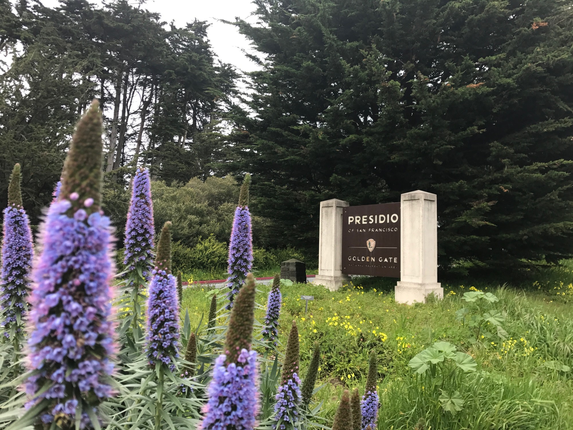 Purple flowers on a green lawn with a sign reading "Presidio"