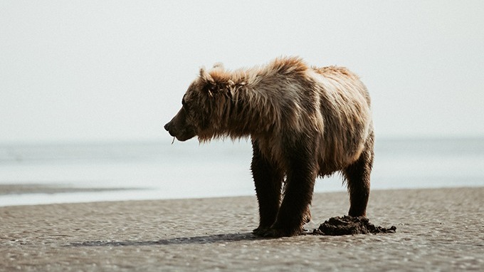 A solitary bear stands on a sandy beach with water and a hazy horizon in the background.