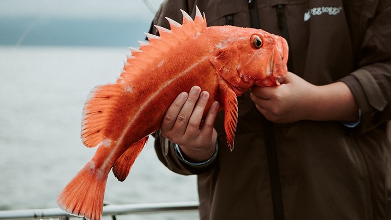 A person in a brown jacket holds a large, vibrant orange fish with spiky fins against a backdrop of water and an overcast sky.