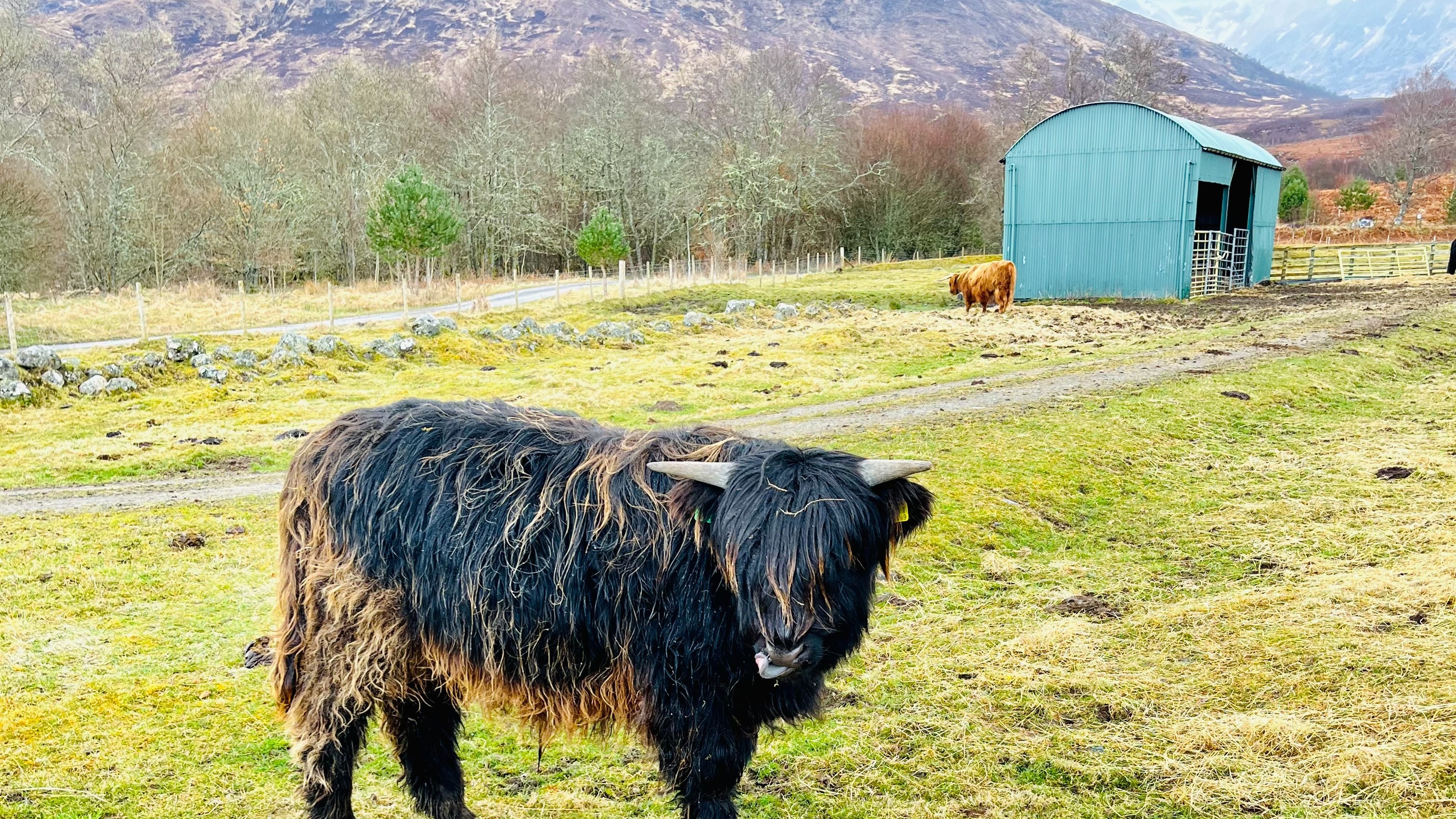 A shaggy bull standing in a field with mountains behind.