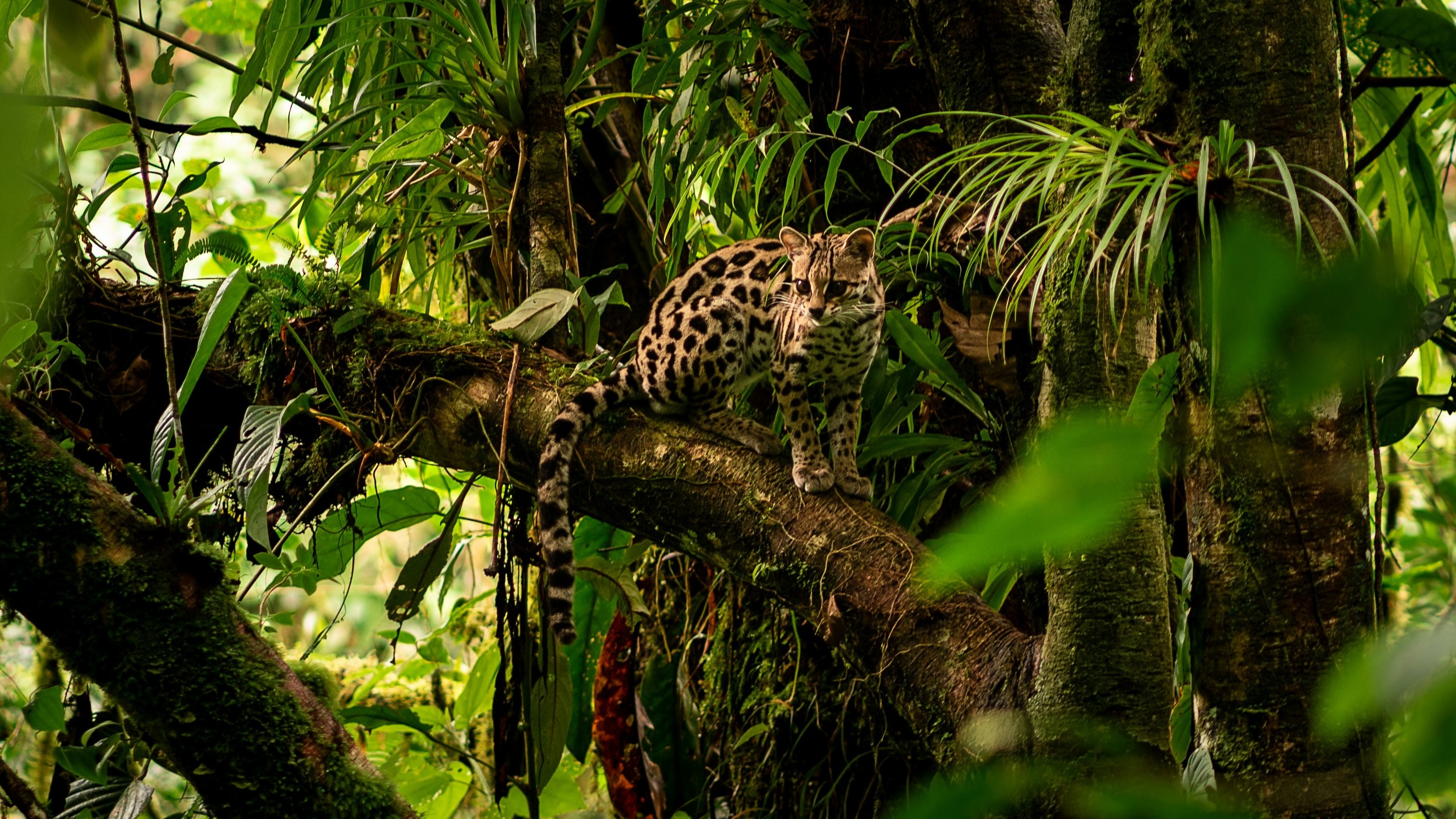 A leopard rests on a tree branch amidst dense green foliage.