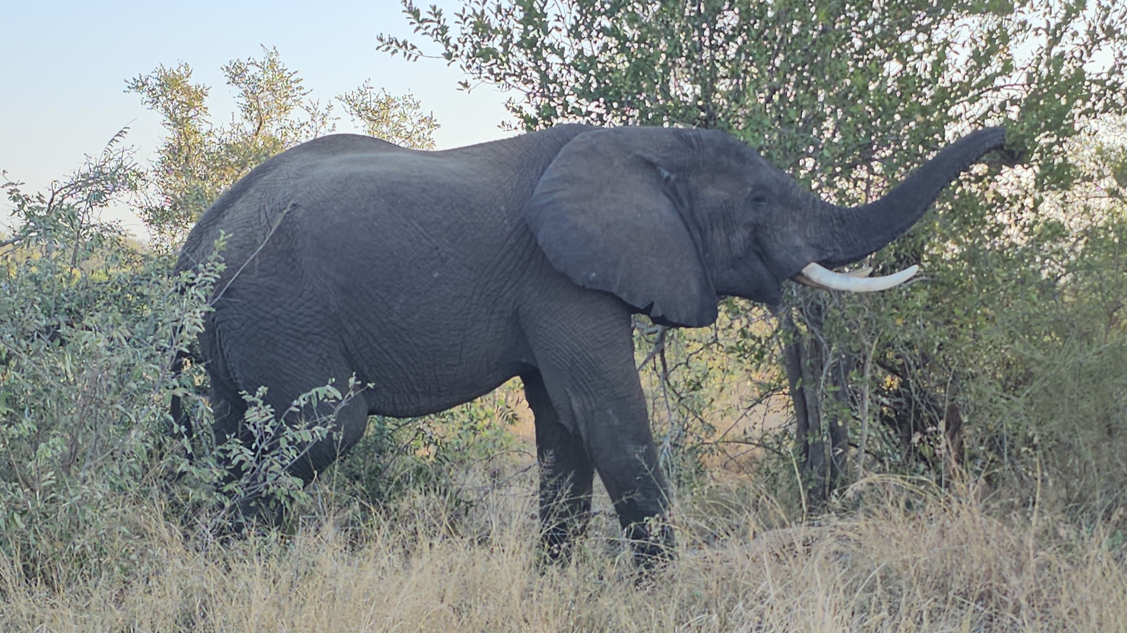 An elephant eating from a tree and surrounded by tall grass.