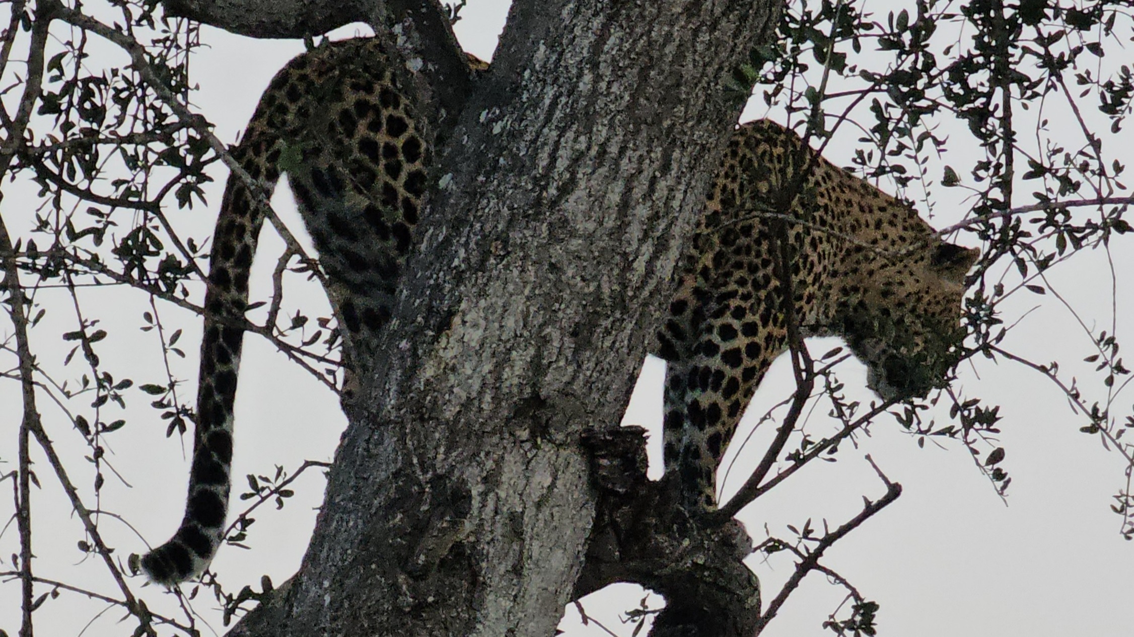 A leopard silhouetted in the tree.
