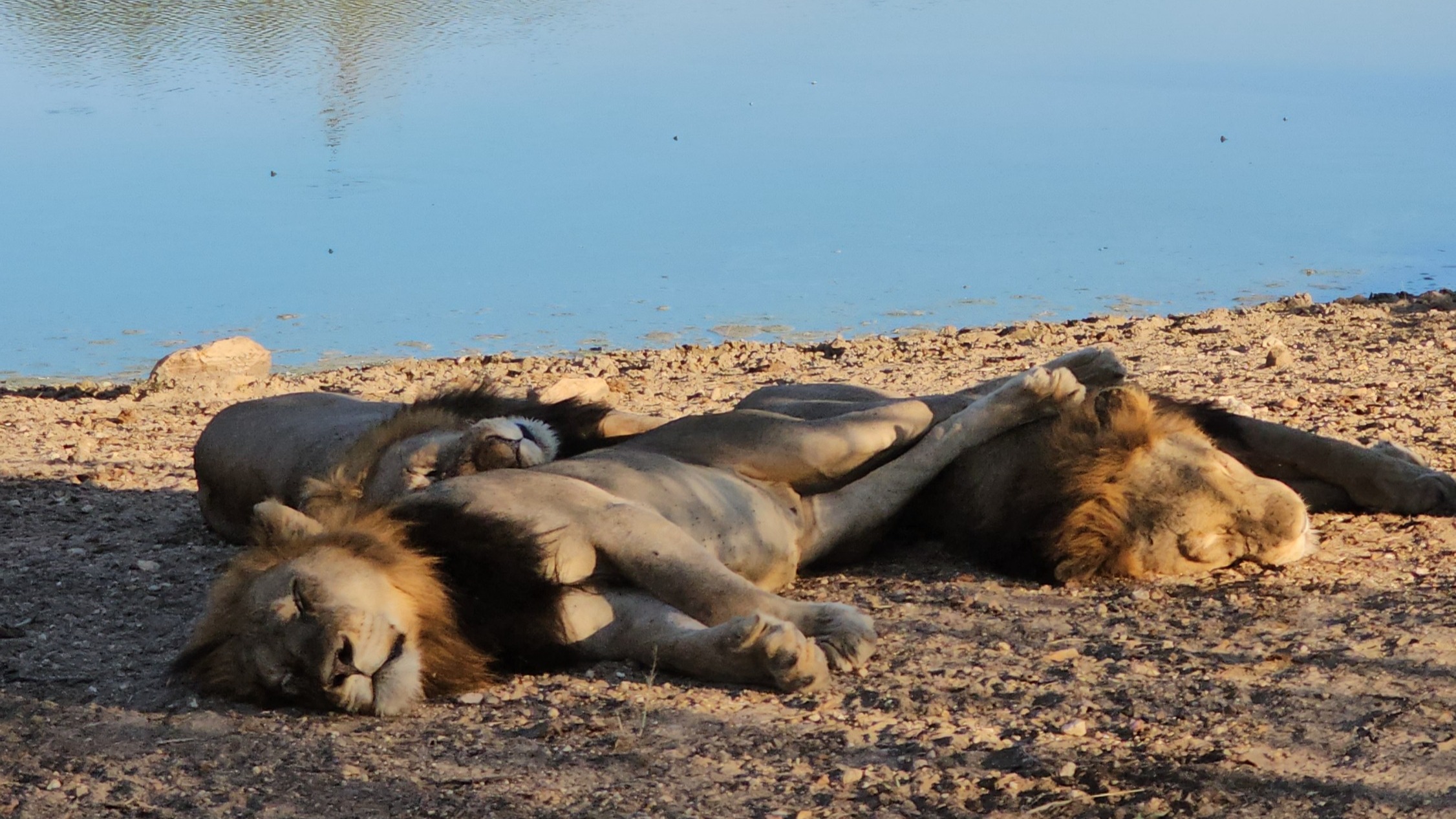 A group of lions resting on sand next to a body of water.