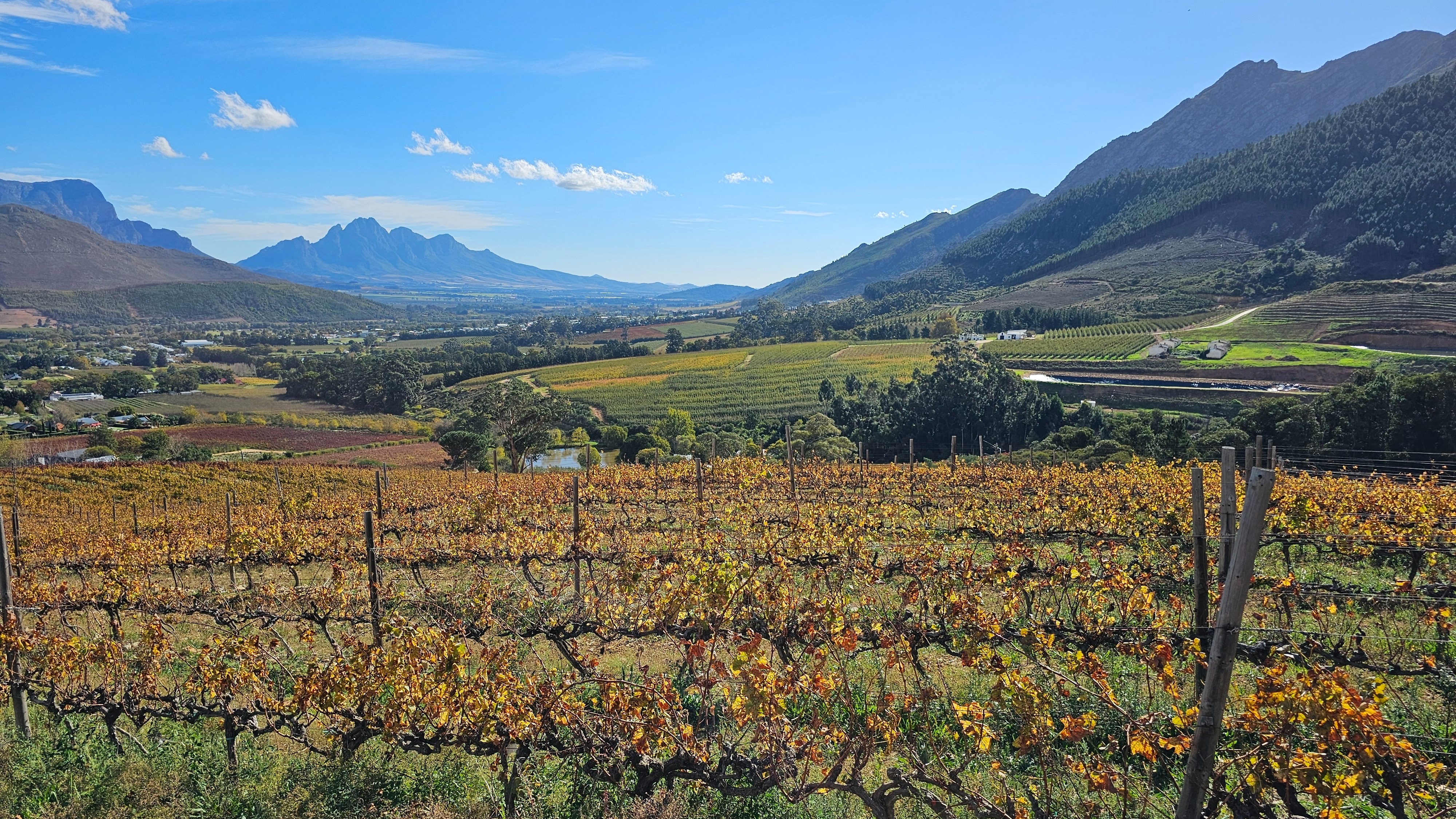 A lush valley with yellow vines growing in rows in the foreground.