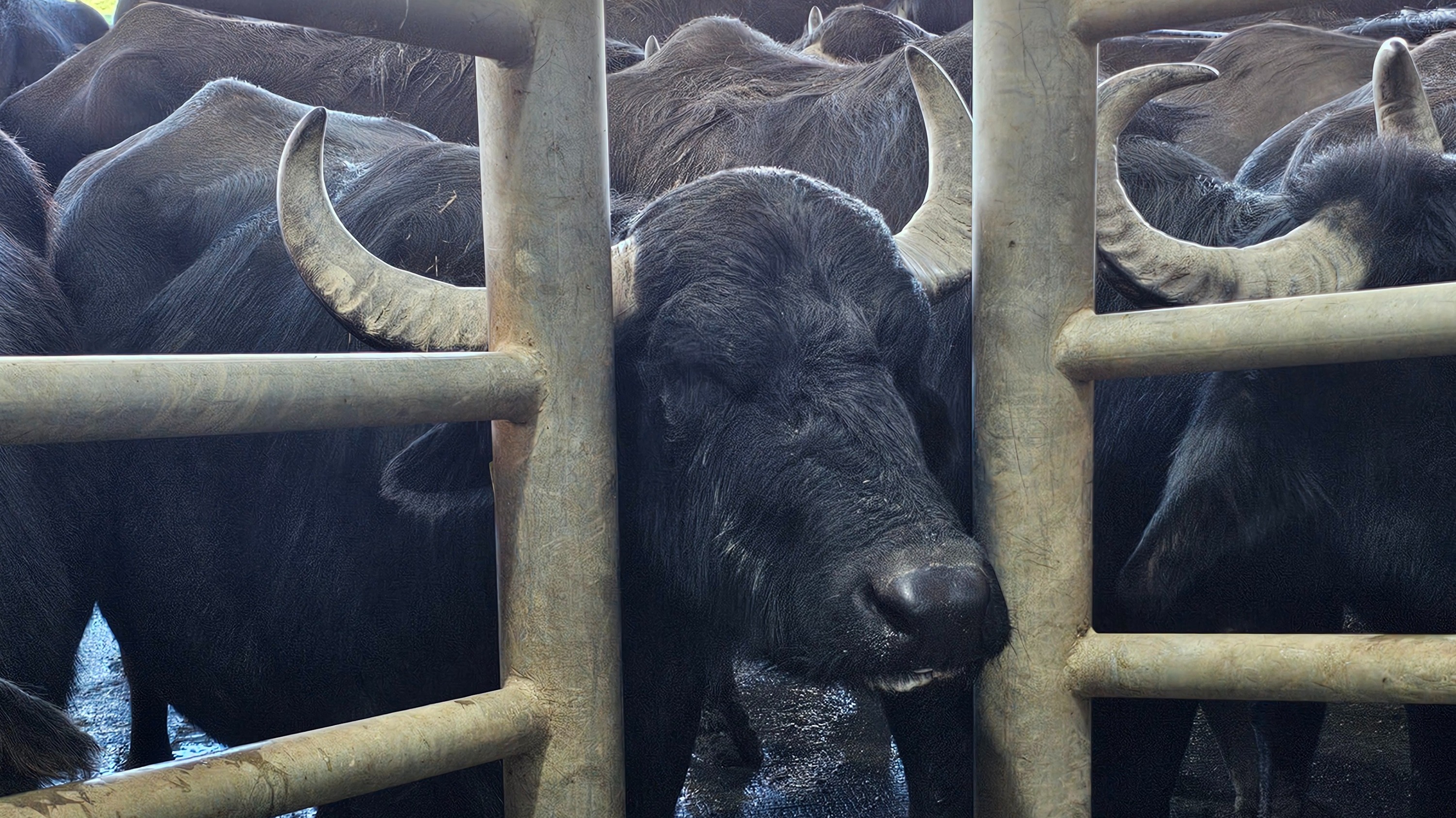 A water buffalo with its head between two gates.