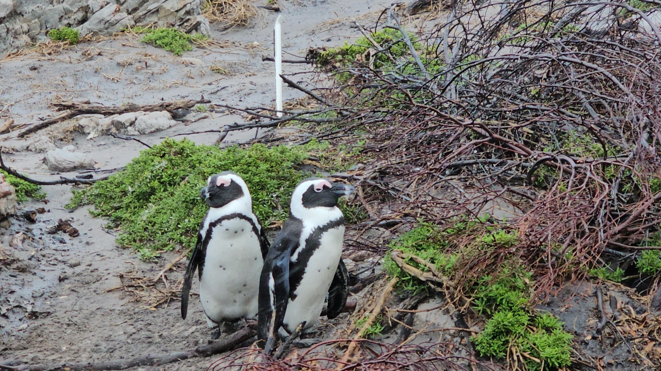 Two penguins on a beach next to shrubbery.