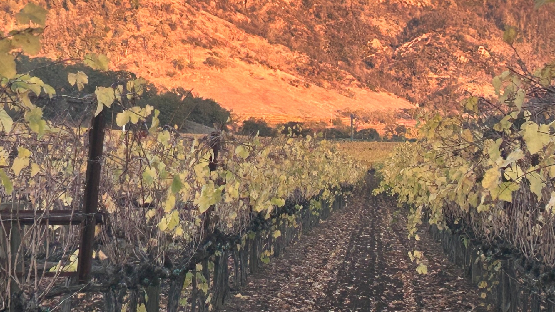 A long line of vineyards at sunset.