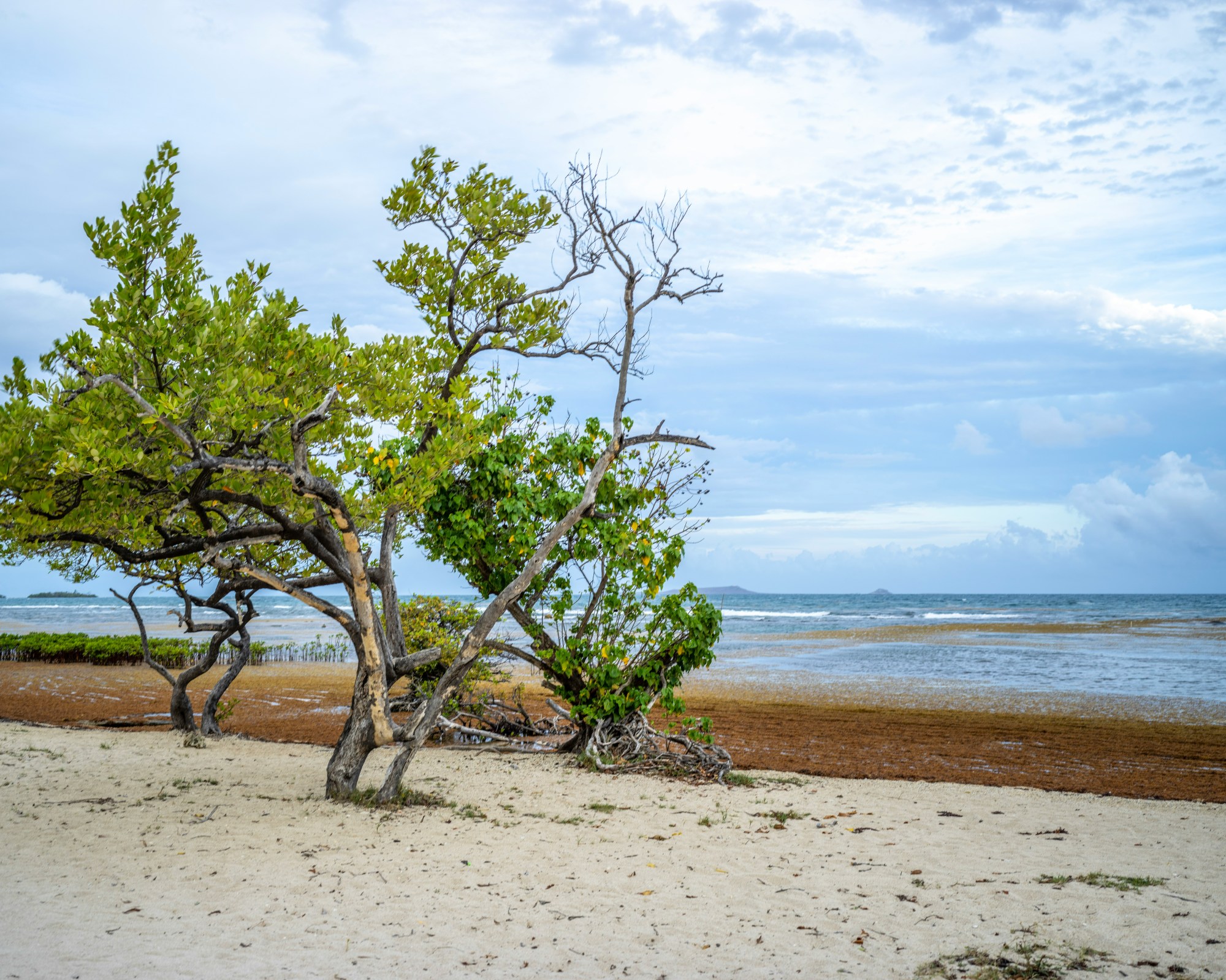 A sandy beach as waves lap the shore with tree standing tall against a cloudy sky.