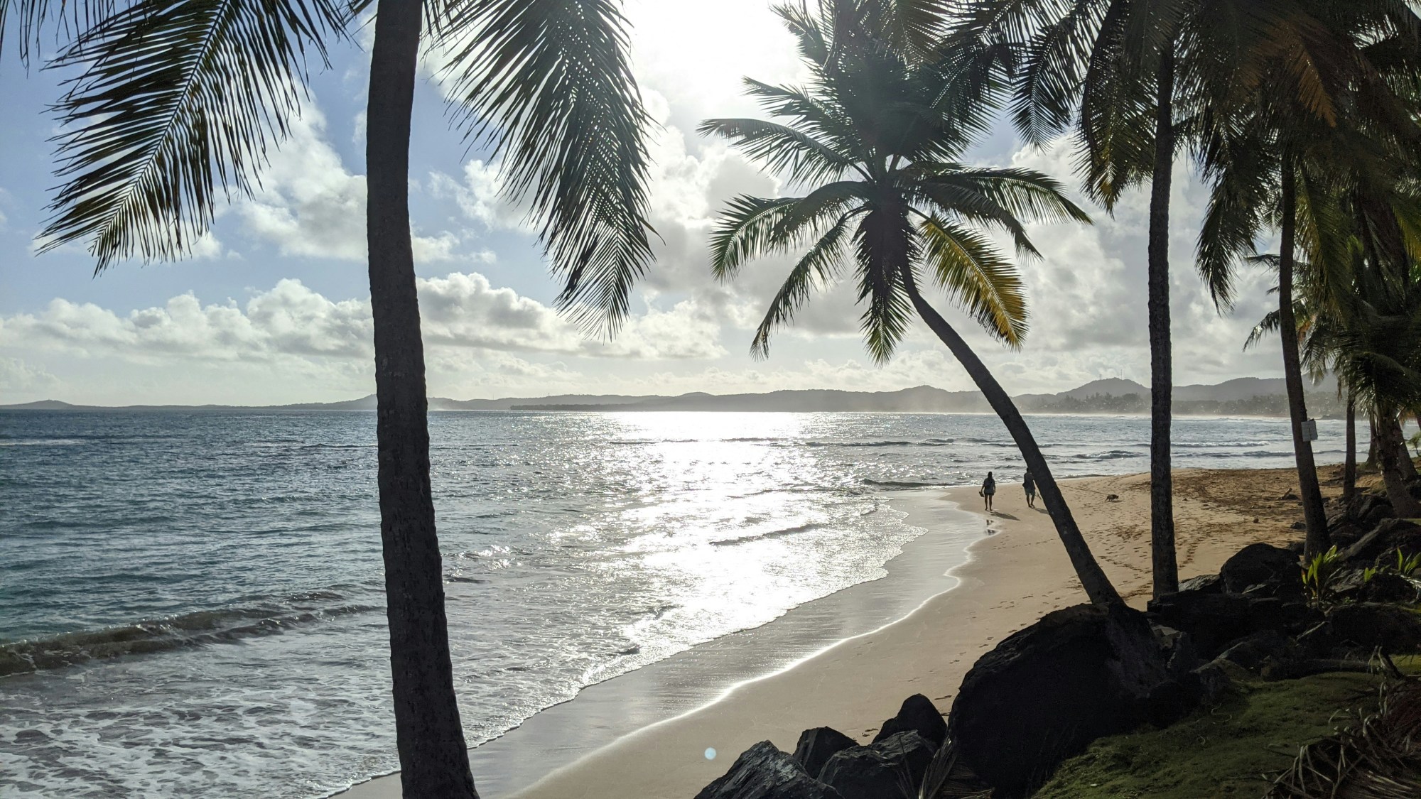 A beach with palm trees on a sunny day.