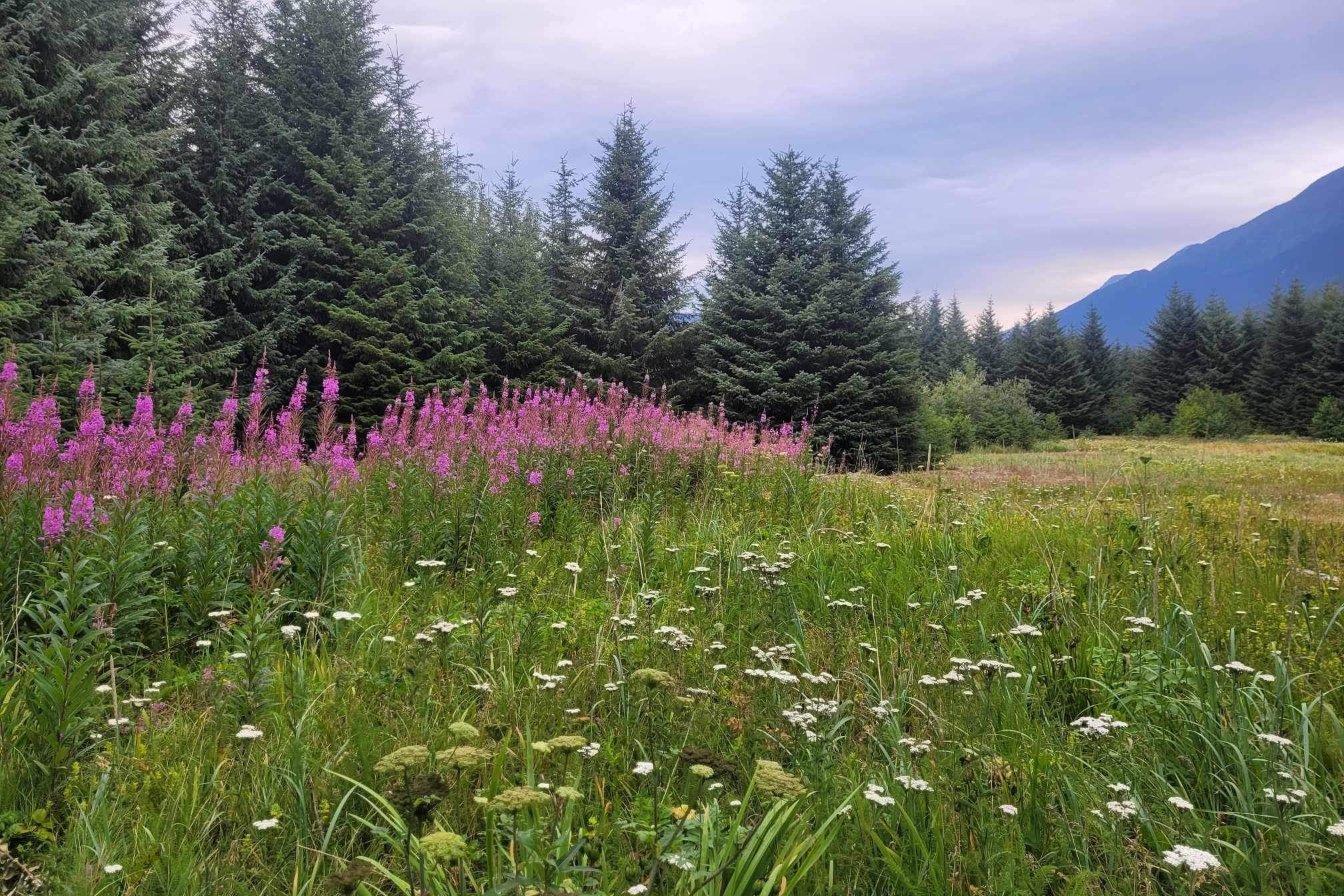 A view of tall pink Fireweed flowers and a grassy field with trees and mountains at Beacon Hill Park in Victoria, BC on an overcast day.