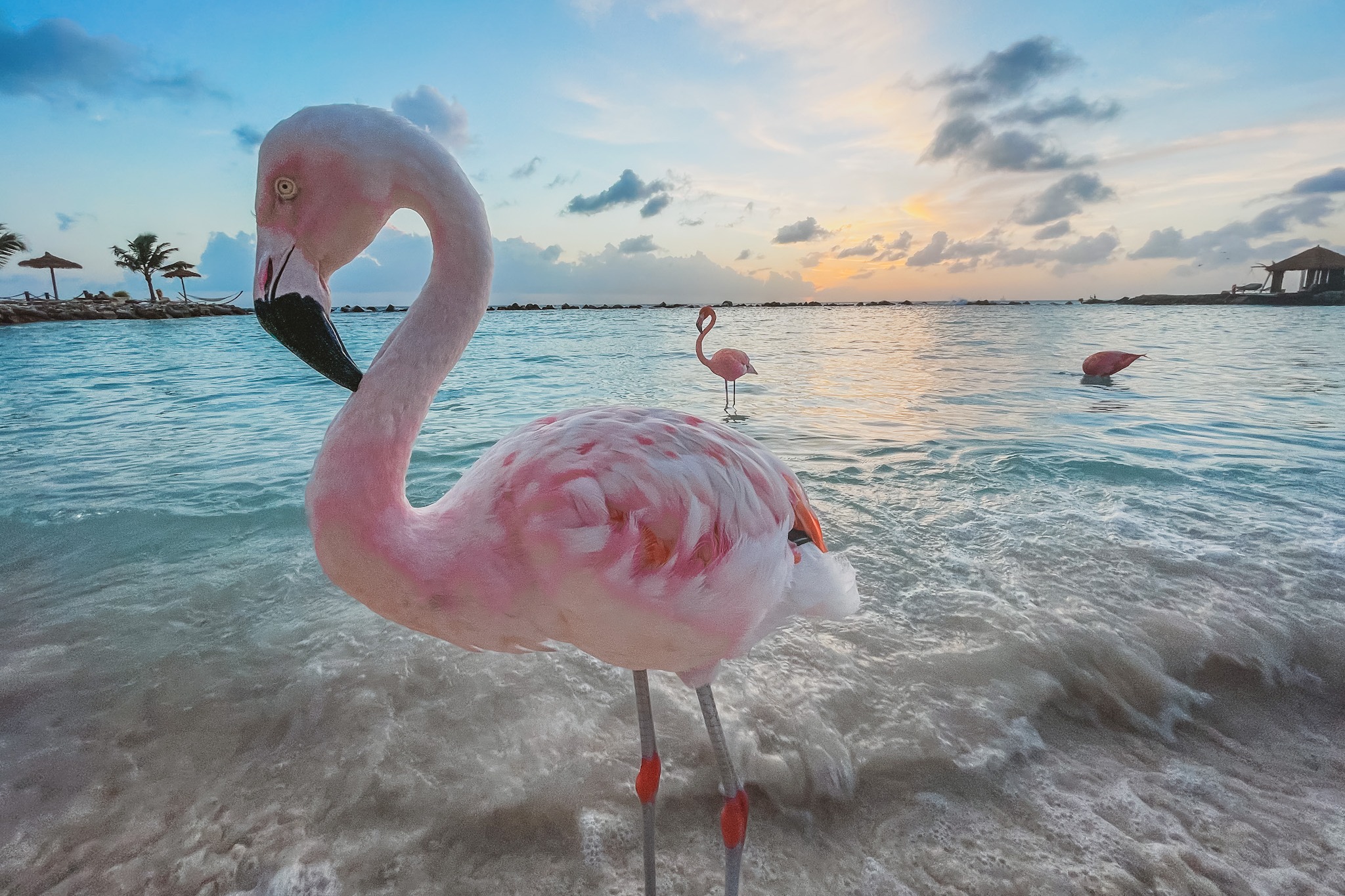 Flamingos roaming freely at Flamingo Beach.