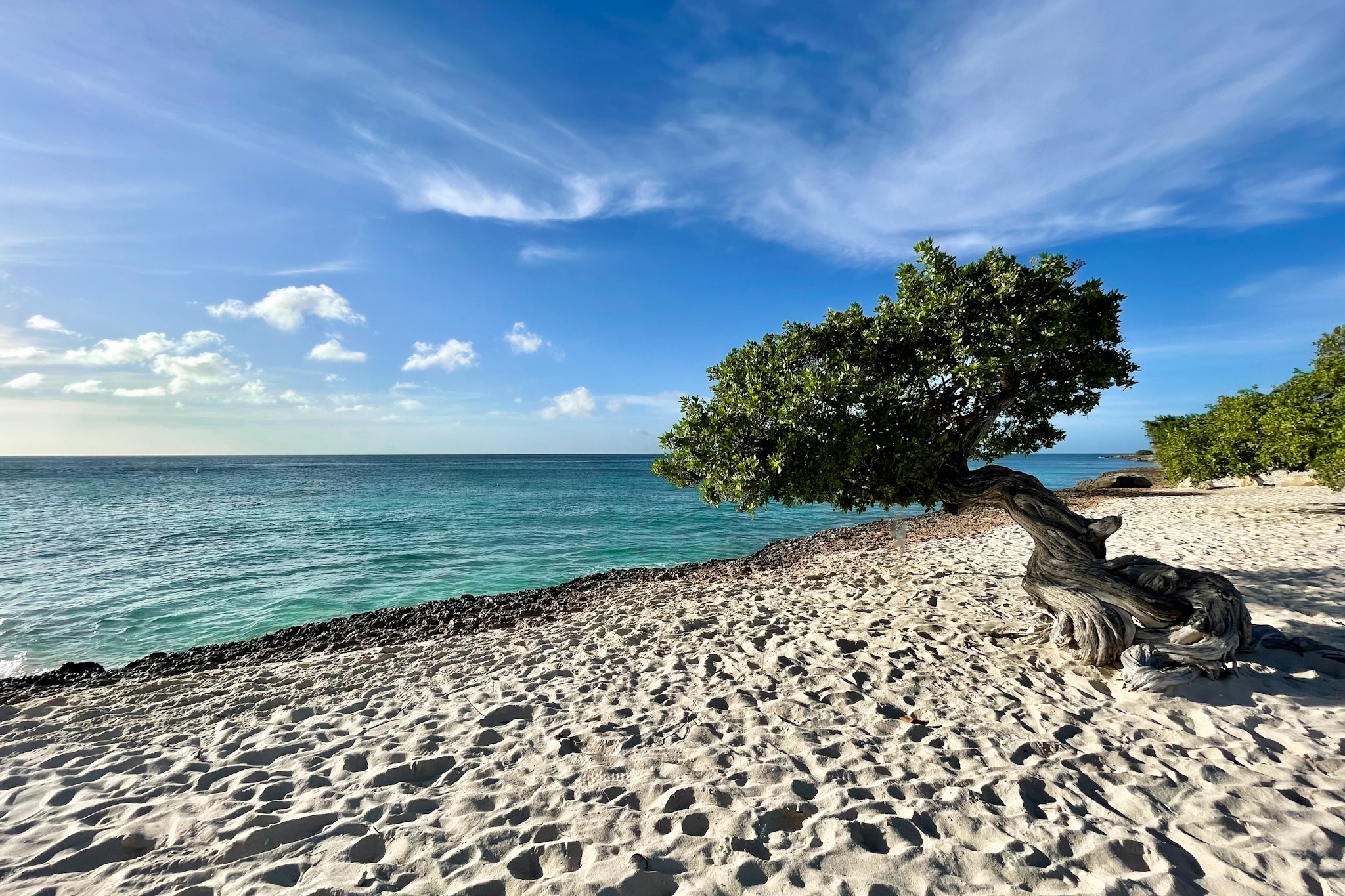 A tree on a beach during the daytime