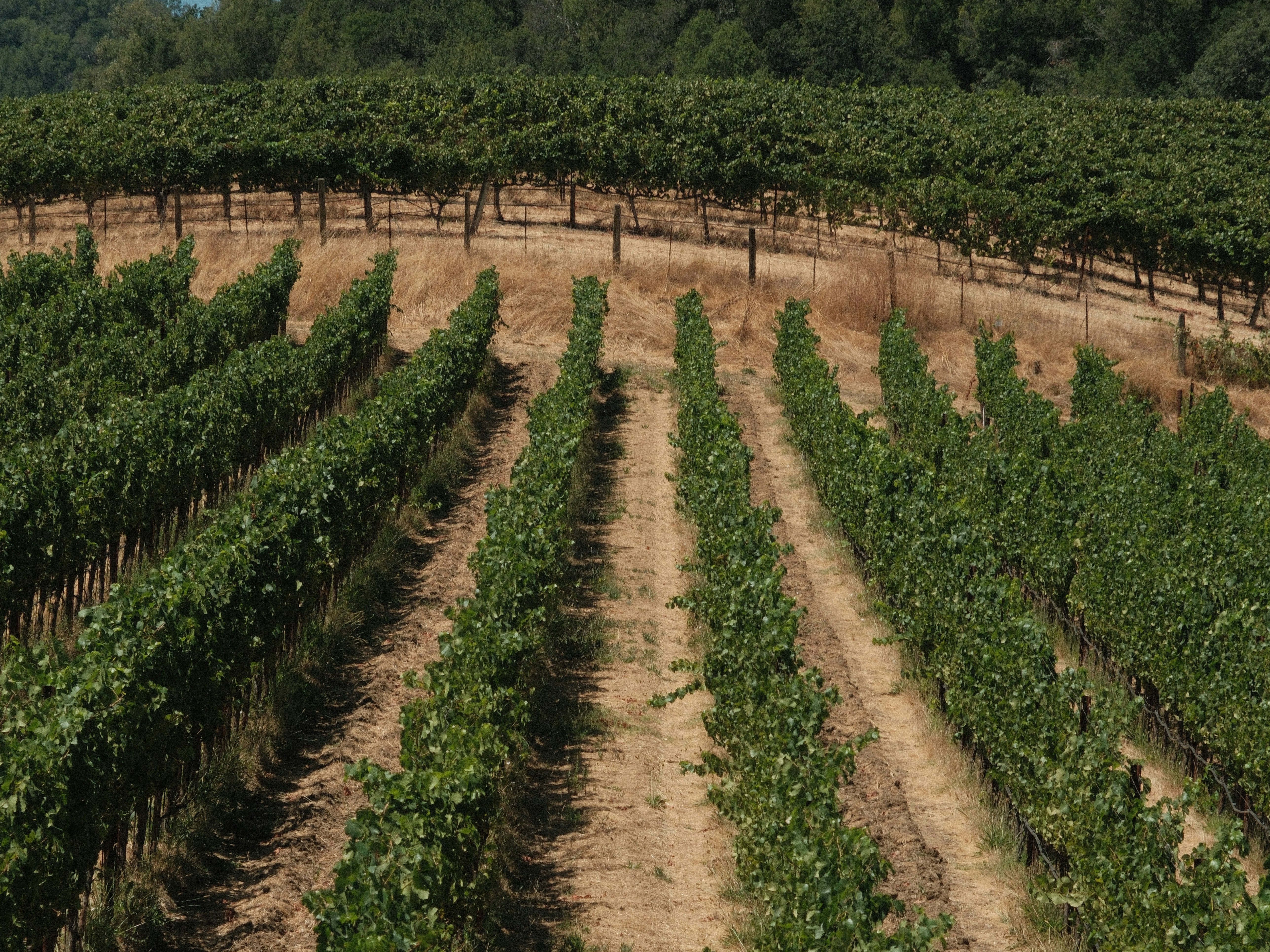 A vineyard field with rows of grape trees