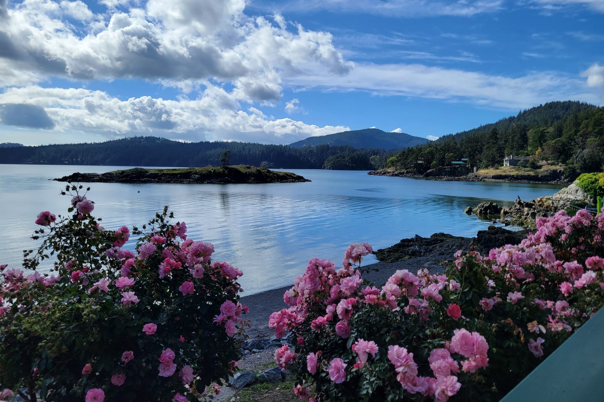A body of water with mountains in the distance in flower bushes in the foreground