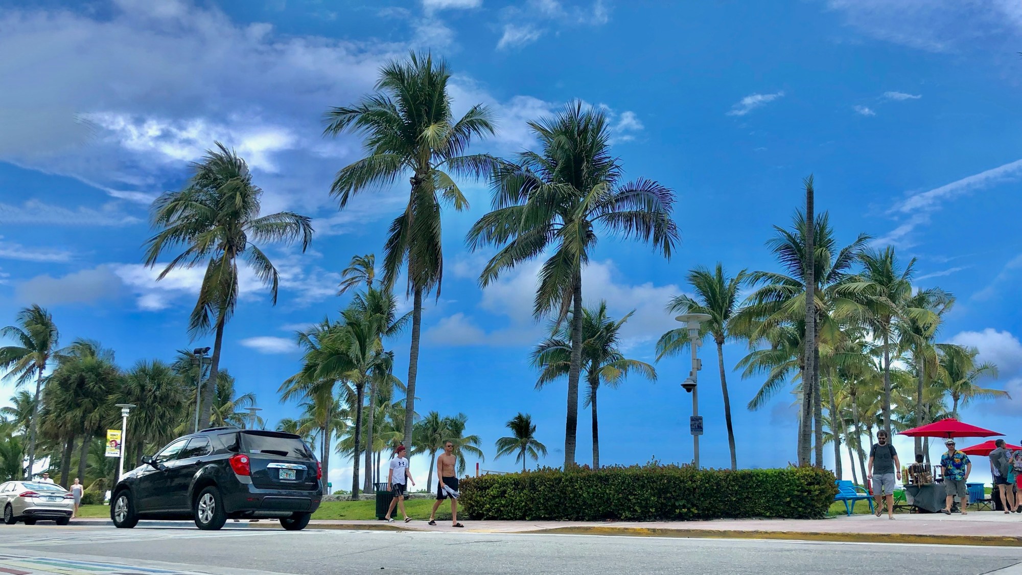 Palm trees by the road side during the daytime