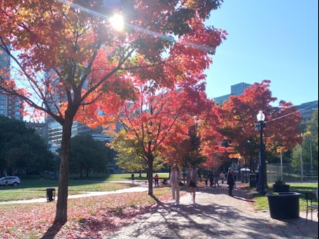 Trees spout fall foliage as suns peaks through the branches on a sunny day.