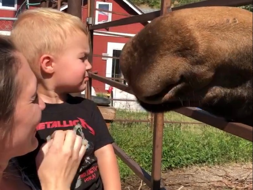 A child and an adult observe a large brown animal, possibly a moose, behind a metal barrier with buildings in the background.
