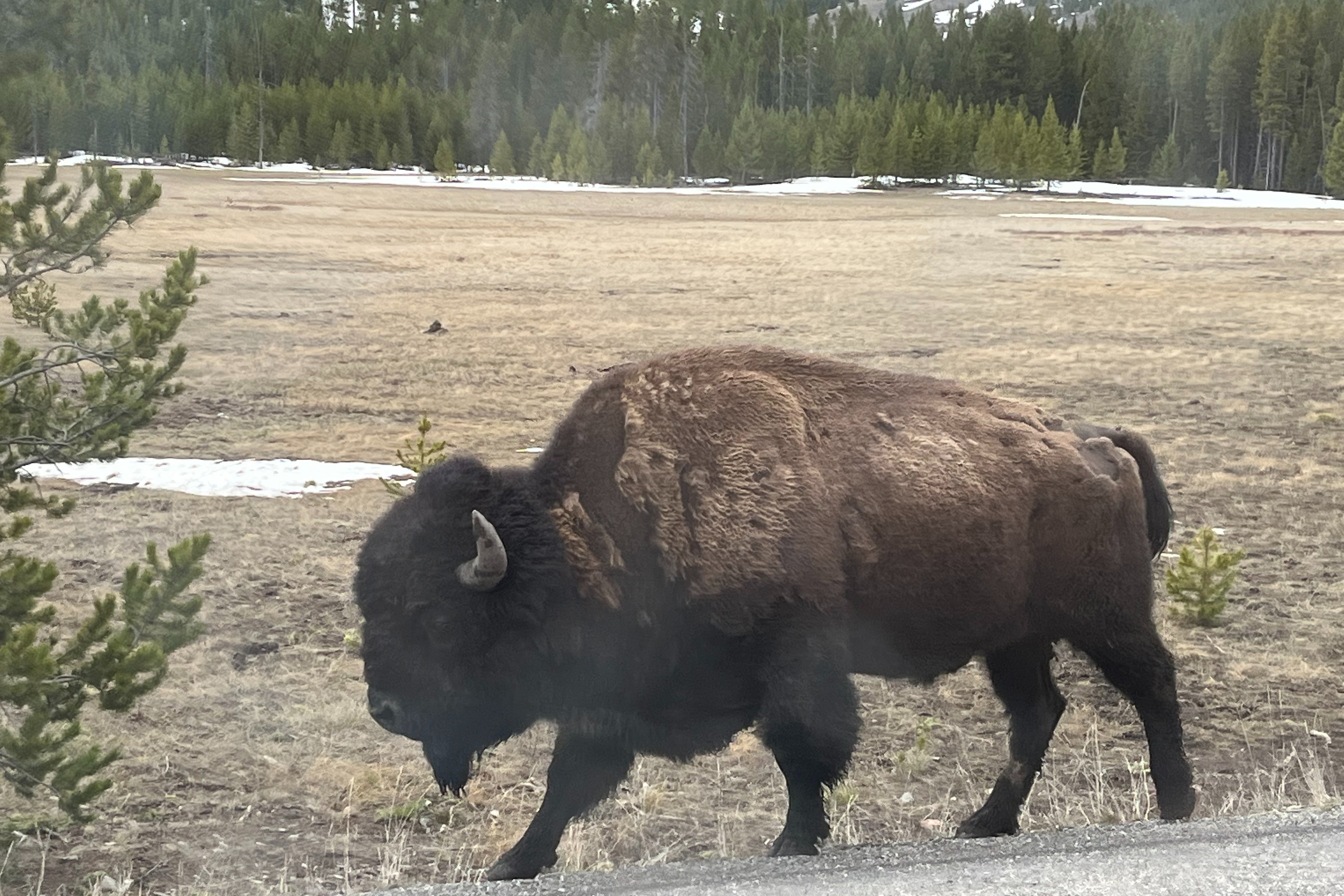 A buffalo walking alongside a road with a forest in the distance