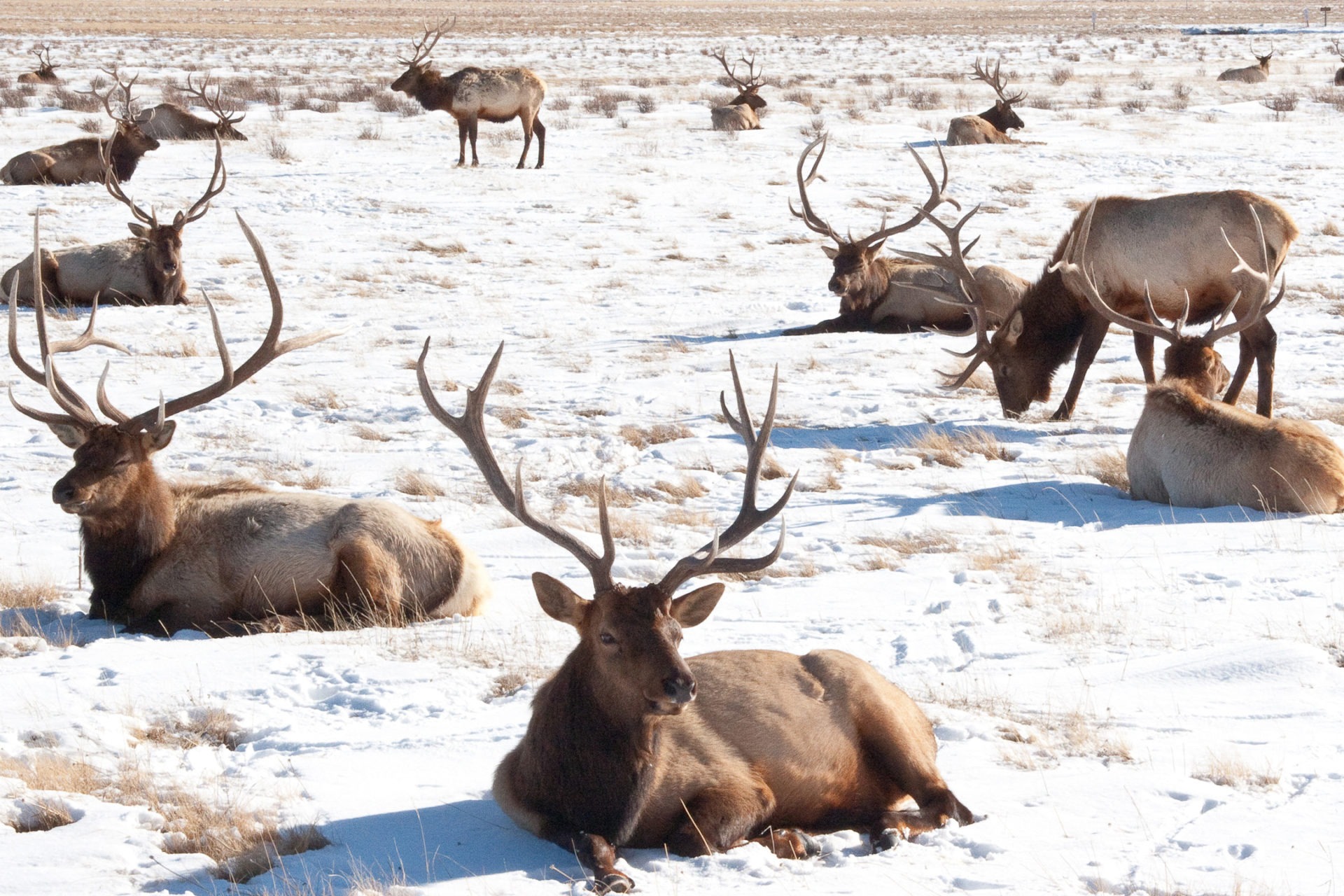 A group of elk laying in a snow-covered filed