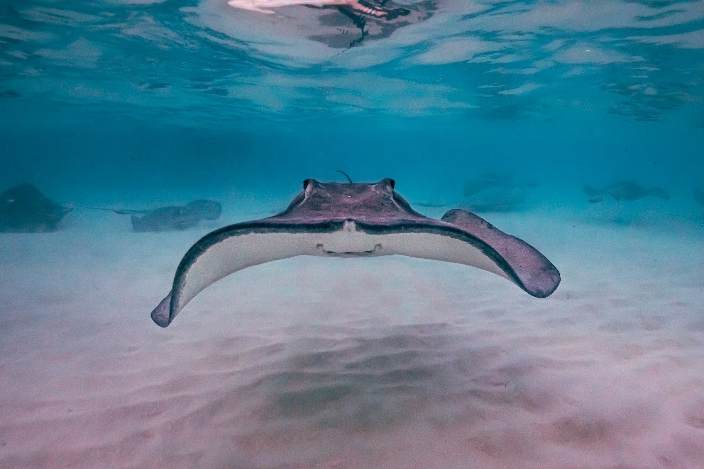 A sting ray swimming in the ocean of Cayman Islands.