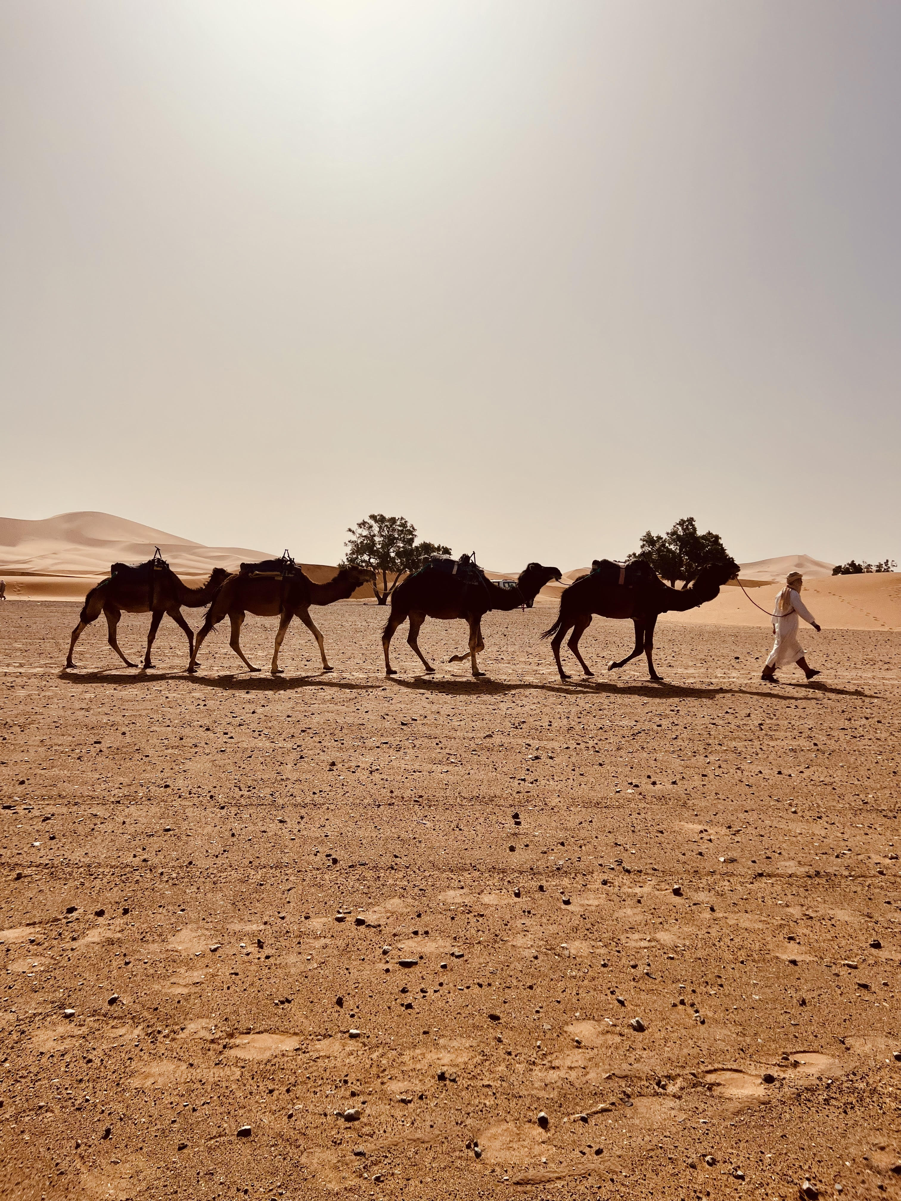 People riding camels in a desert.