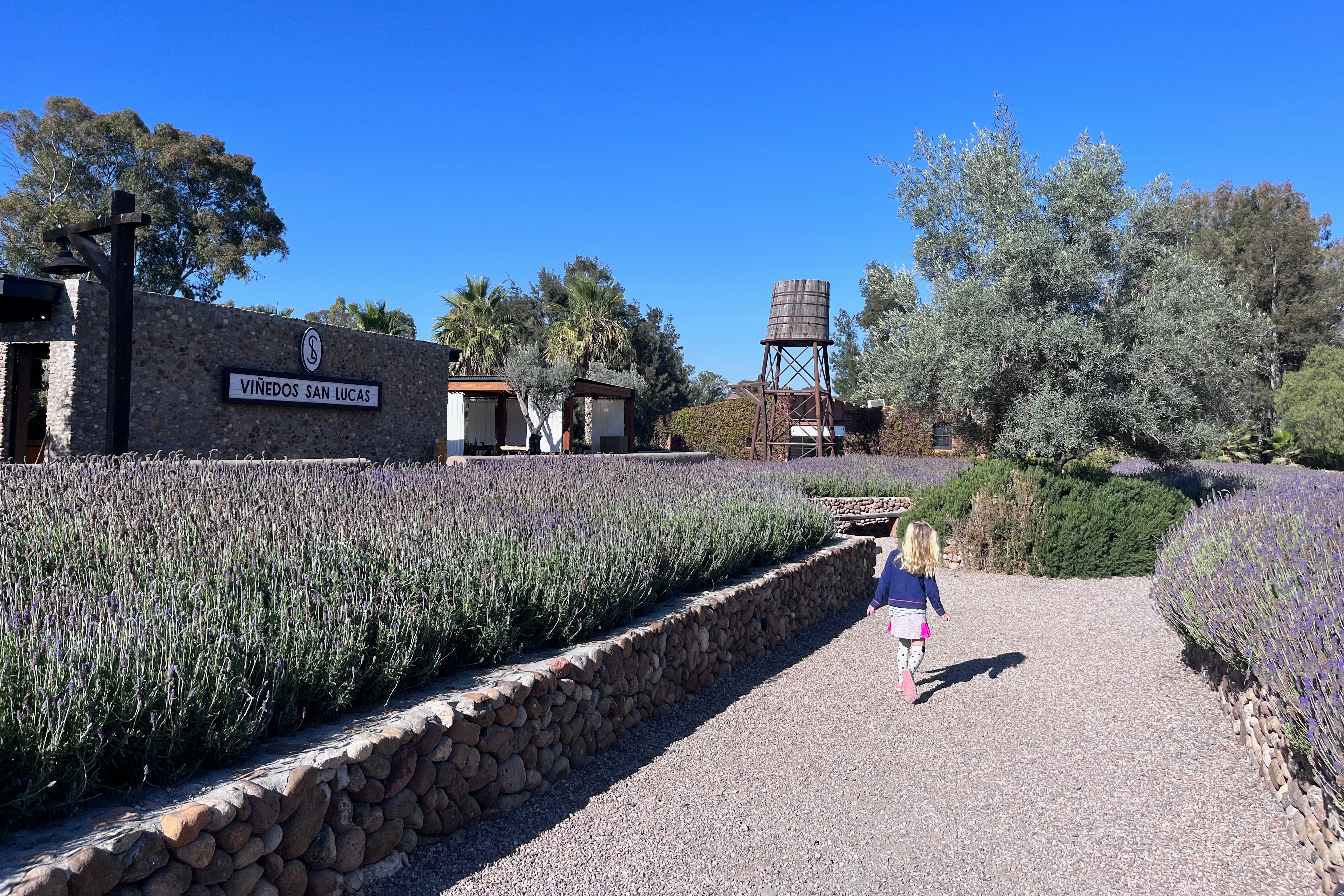 A girl walking between flower hedges during the daytime