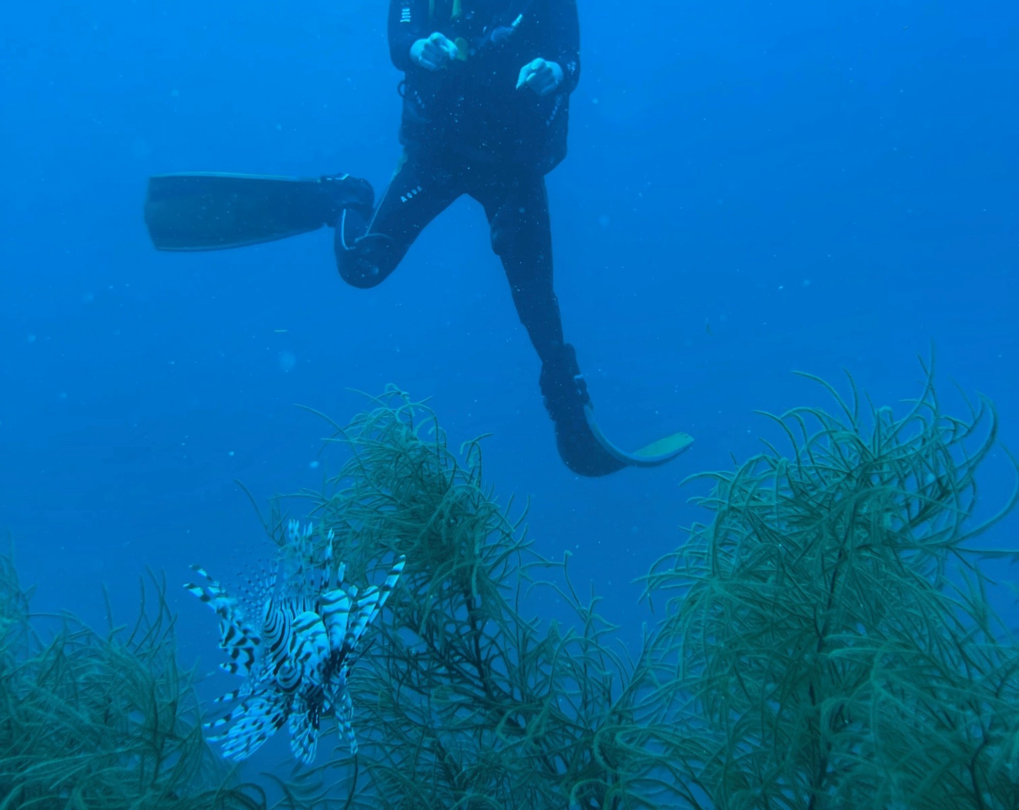 A scuba diver next to a lion fish underwater.