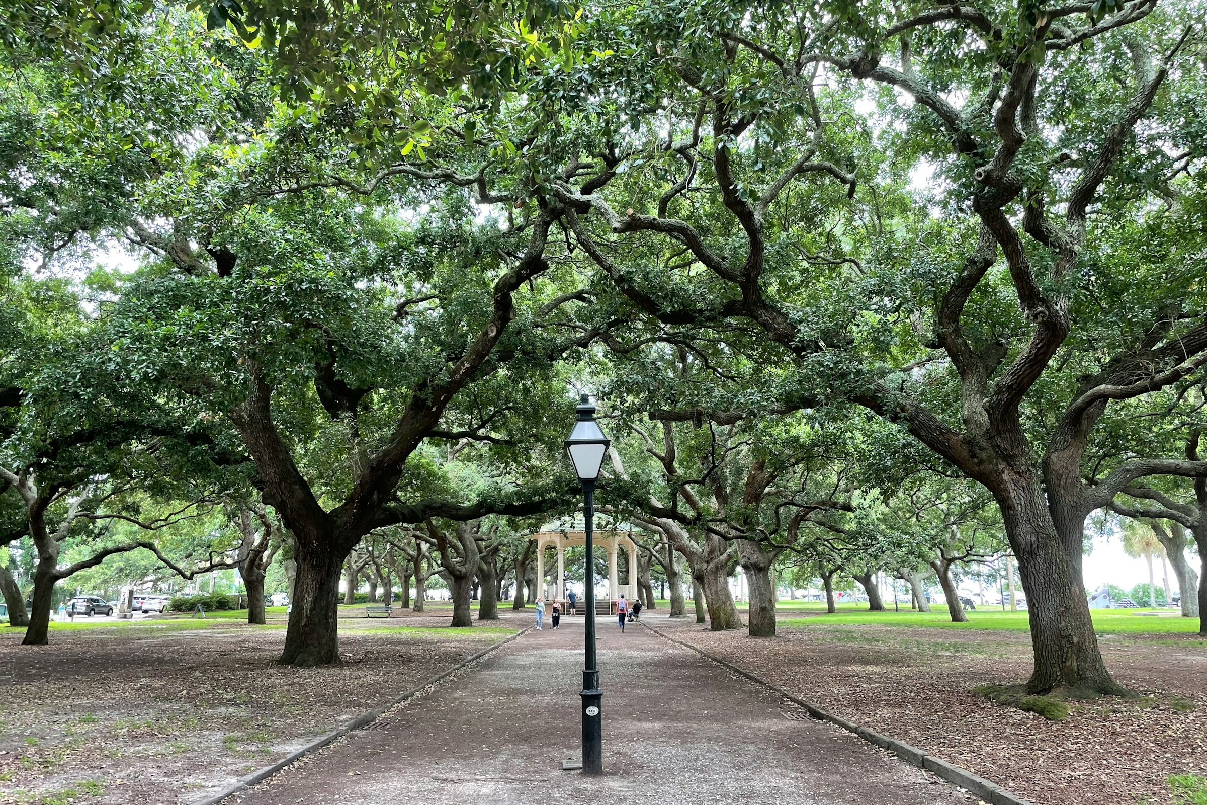 A park walkway with overhanging Live Oak trees.