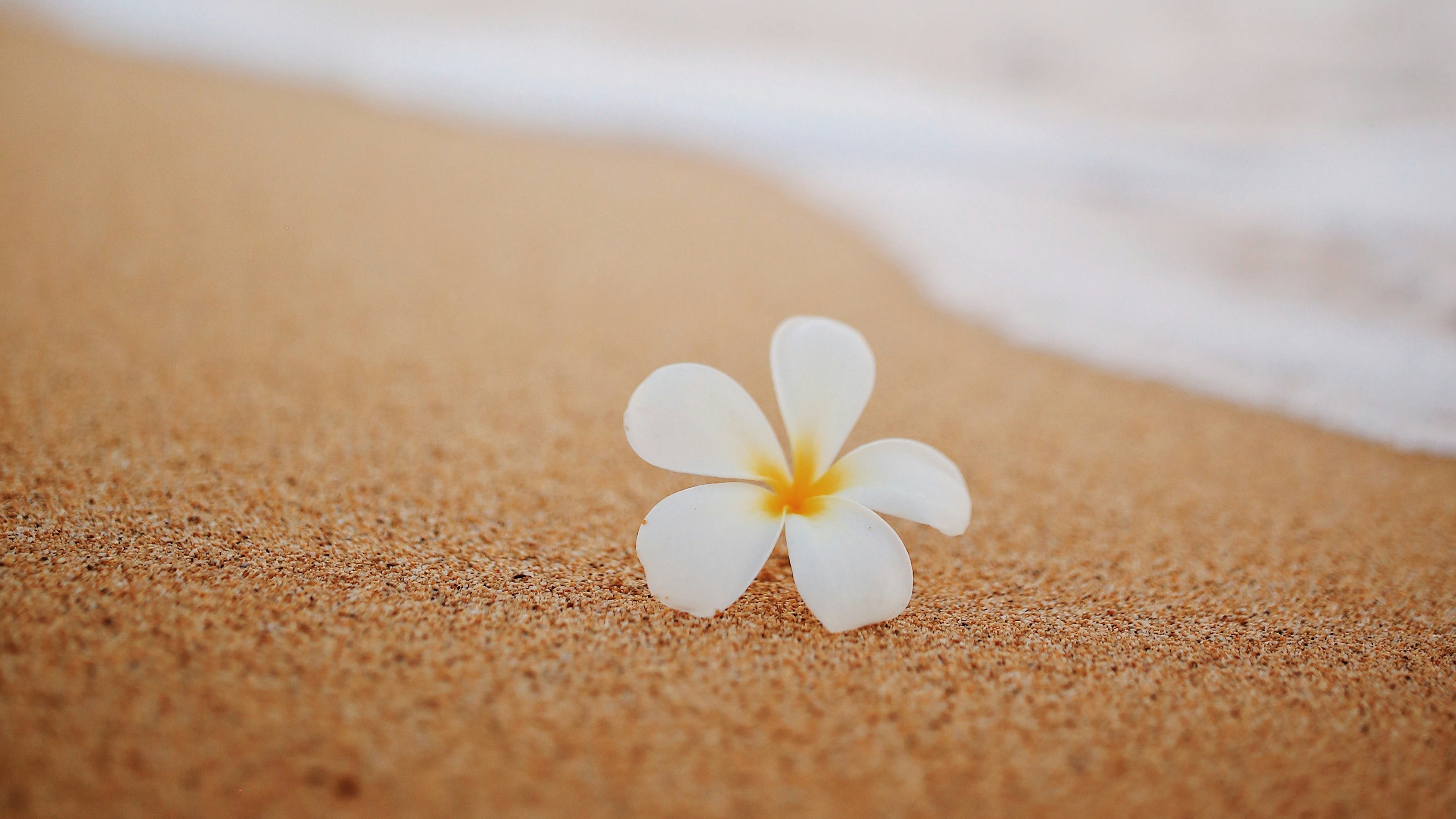 A white flower on the beach next to the ocean surf.