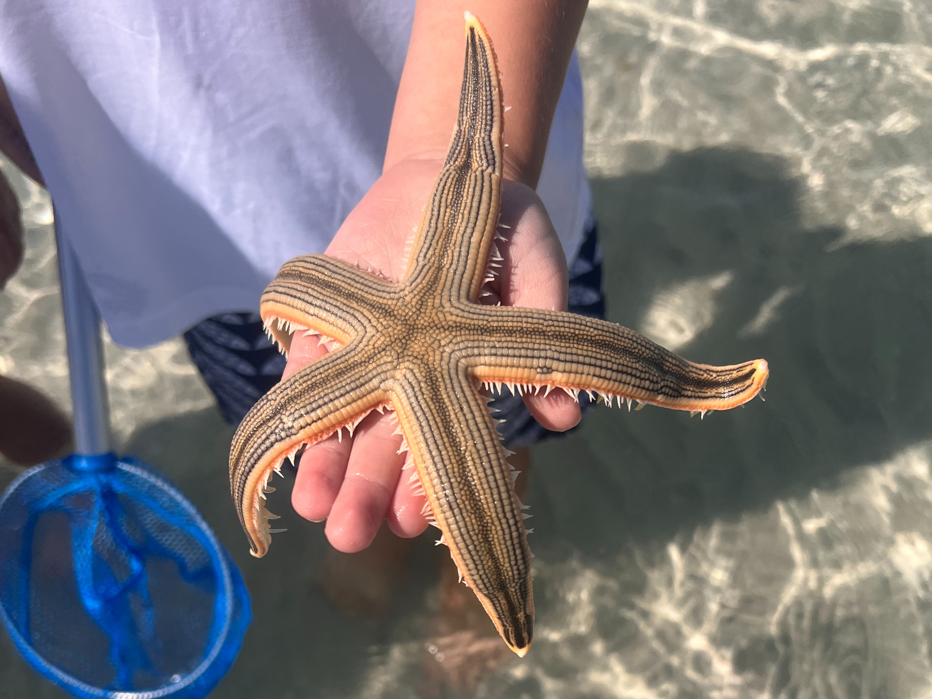 A hand holds a starfish above clear, shallow water with a blue net partially visible in the background.