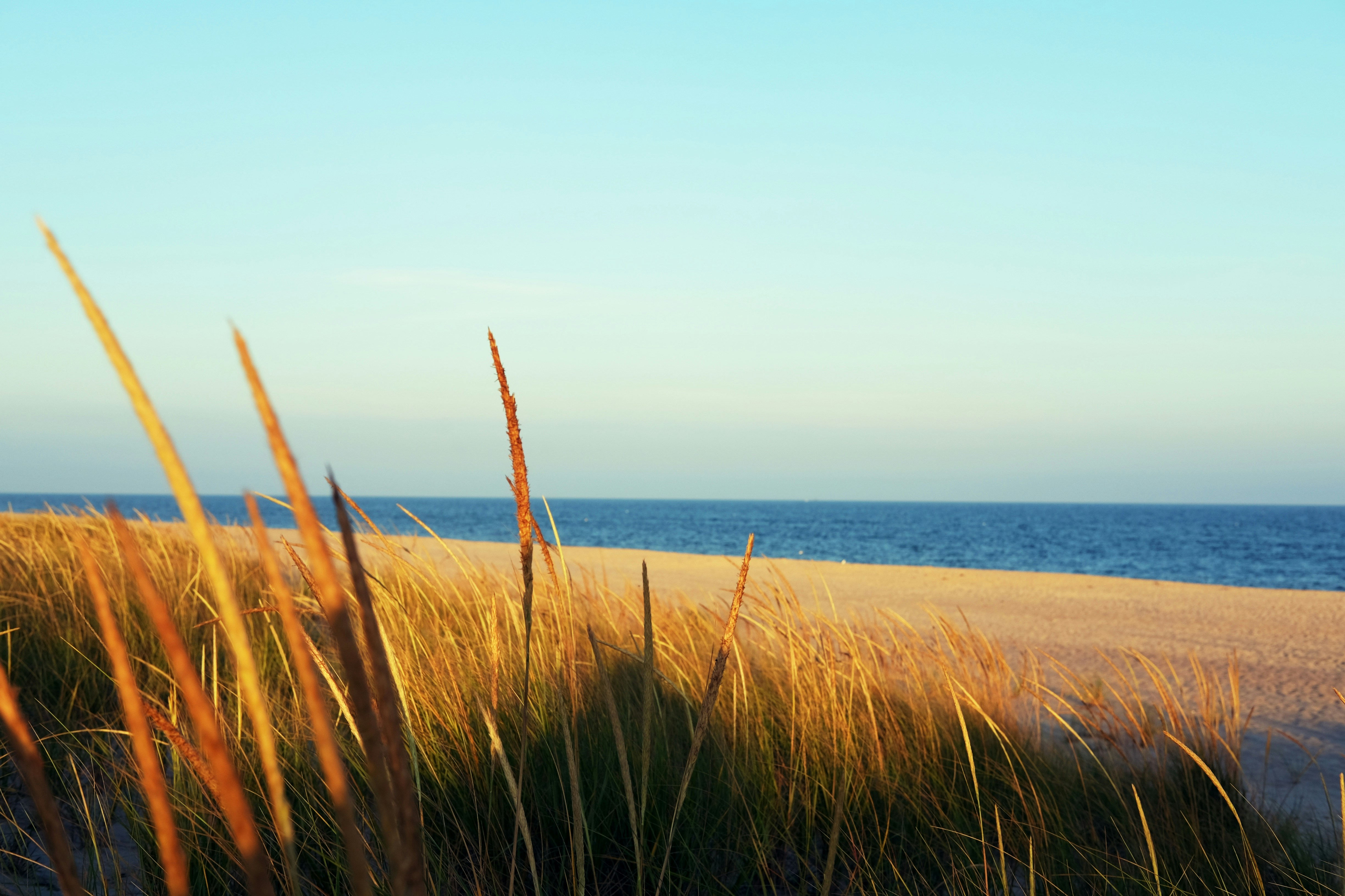 An image of Montauk beach with reeds swaying in the wind in warm sunlight on a sunny day.