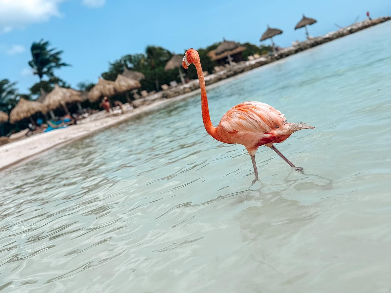 The image shows a single flamingo standing in clear shallow water with a beach and thatched umbrellas in the background.